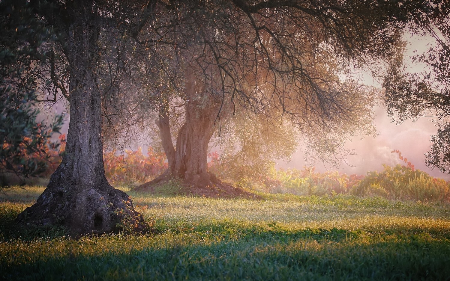 Sunlight filtering through trees in a misty meadow HD Wallpaper
