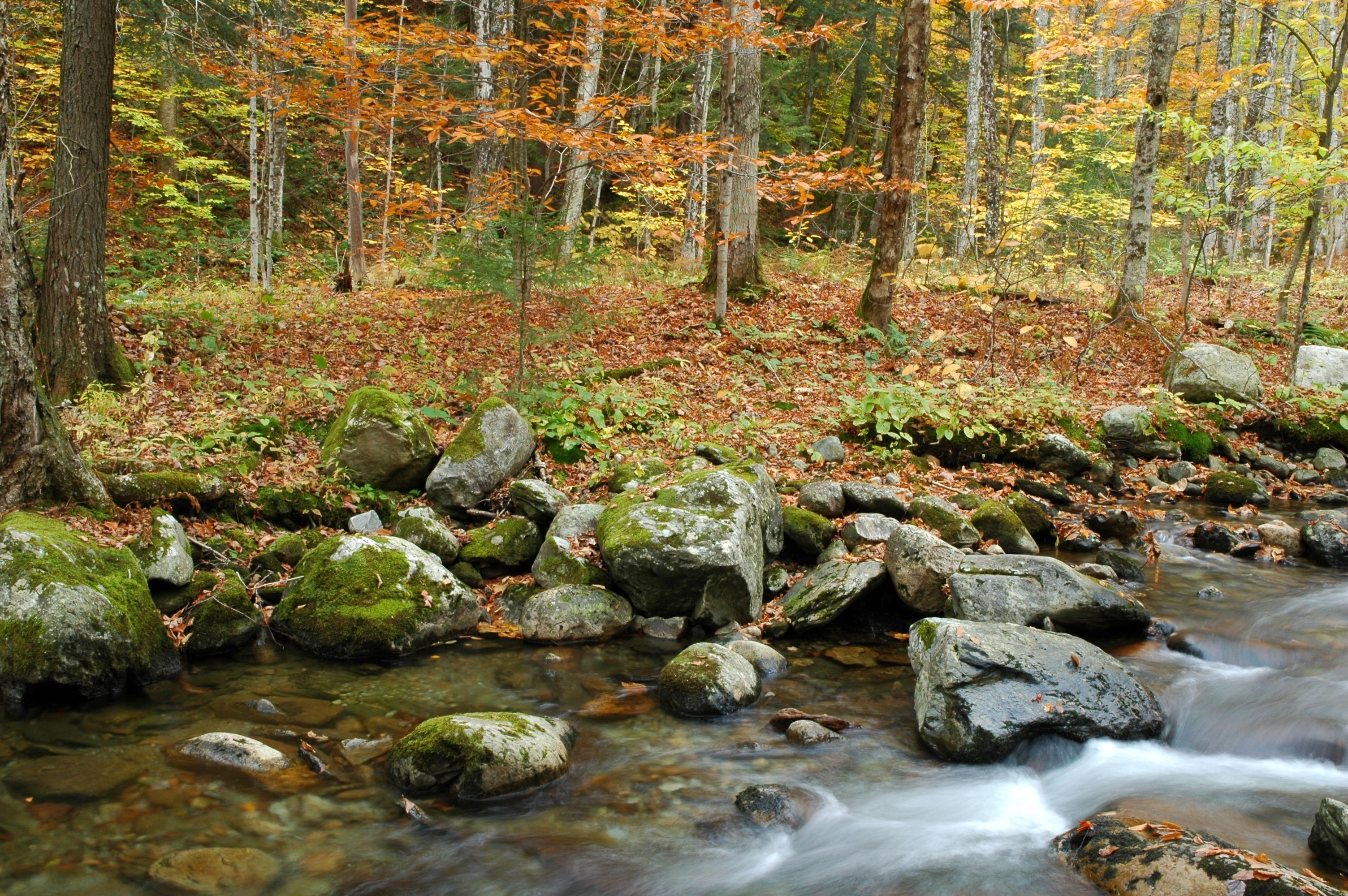 Autumn forest with a stream and mossy rocks HD Wallpaper