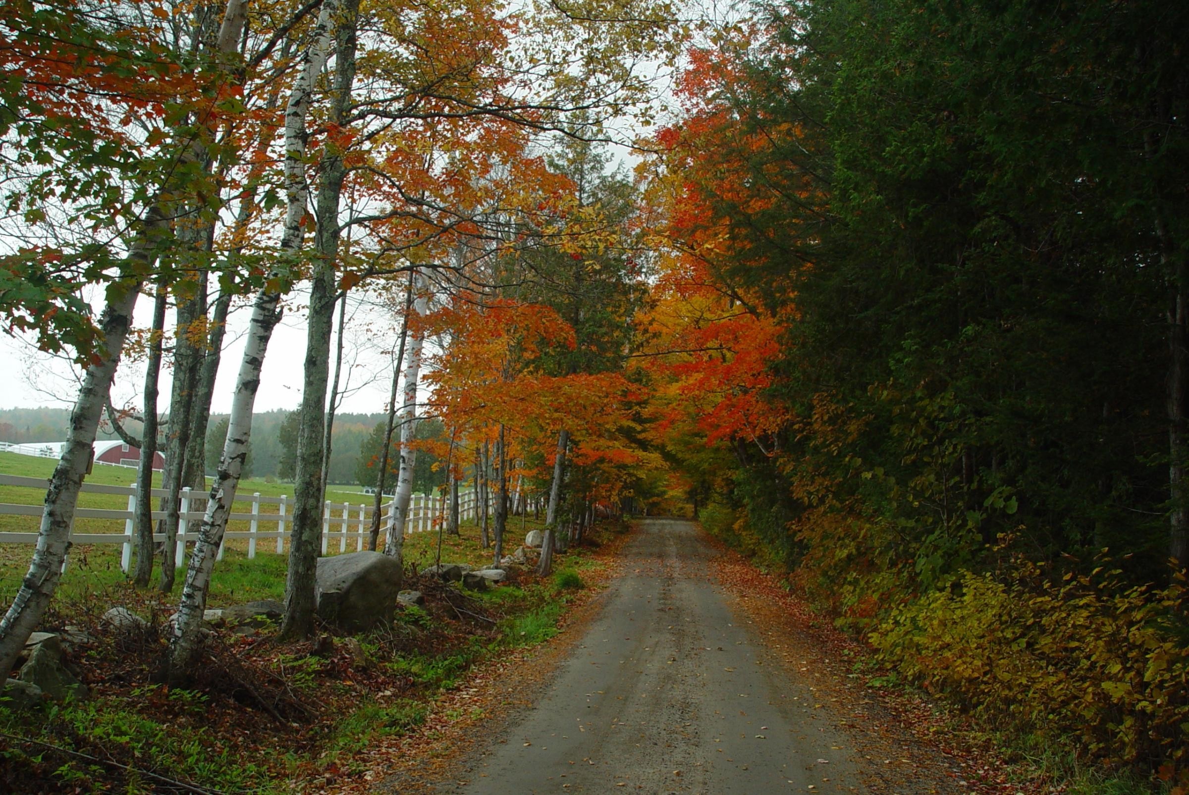 Dirt road through autumn forest with colorful leaves HD Wallpaper