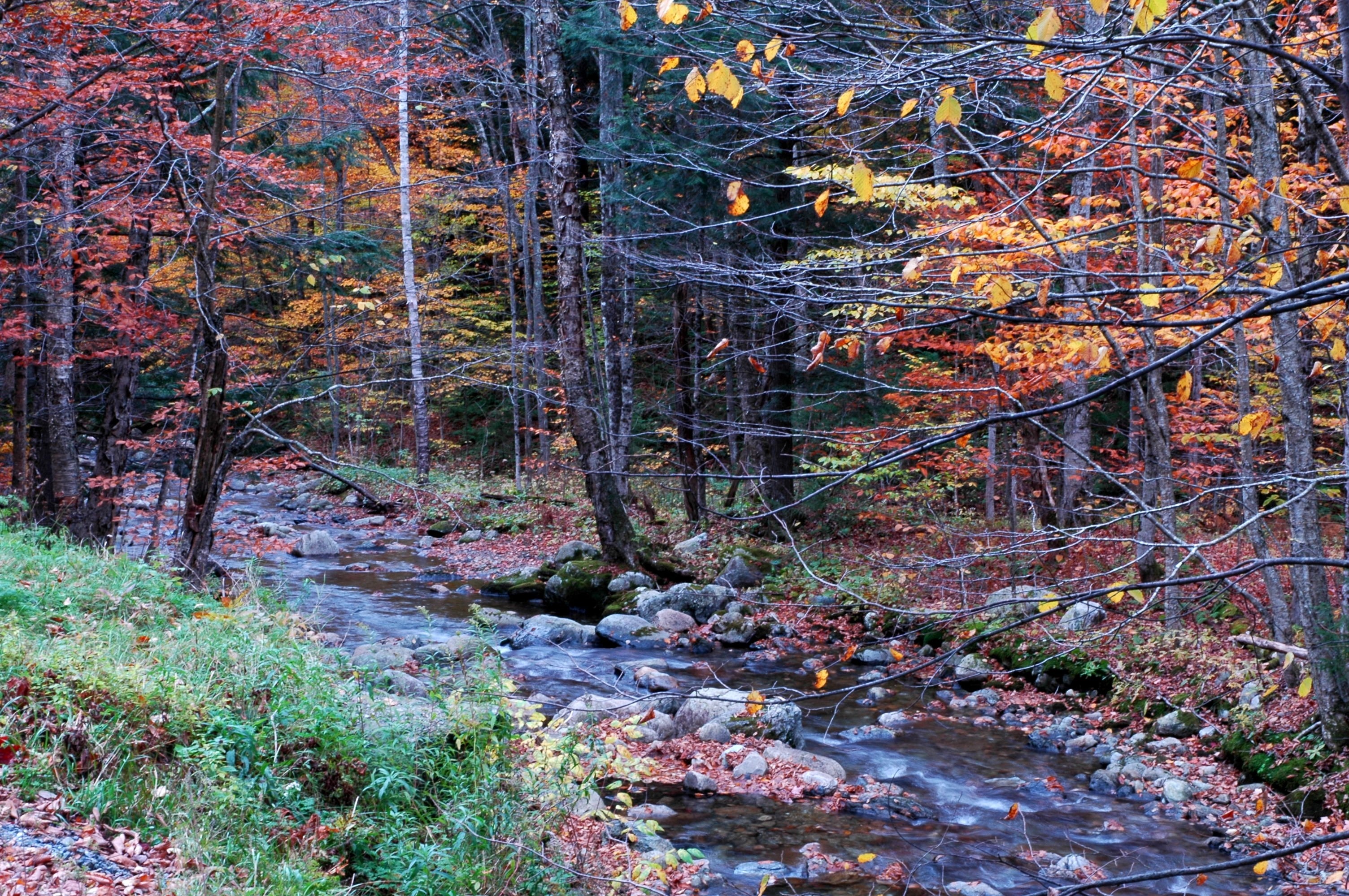 Autumn forest with a stream and colorful leaves HD Wallpaper