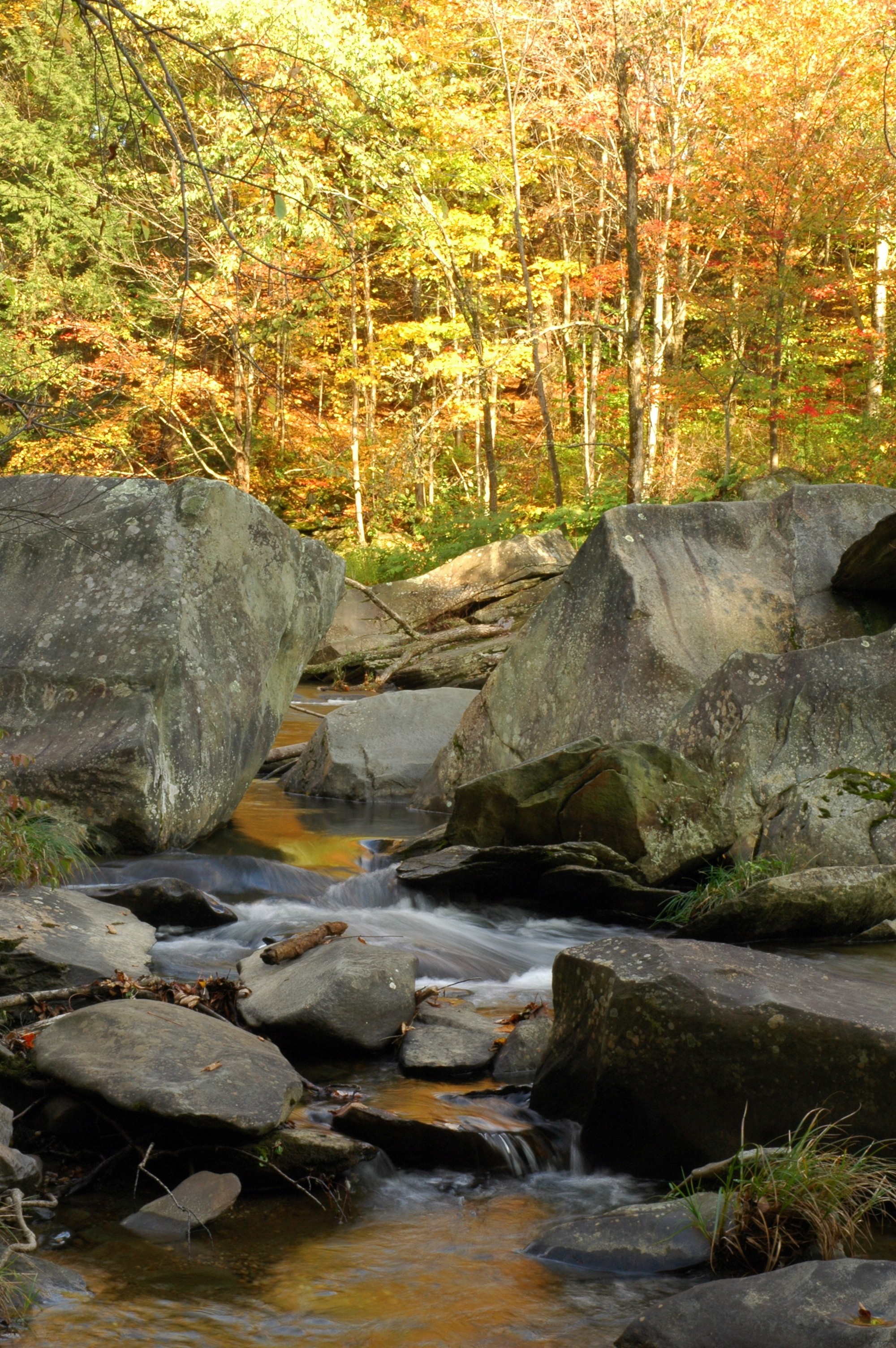 Autumn forest with a stream flowing over rocks HD Wallpaper