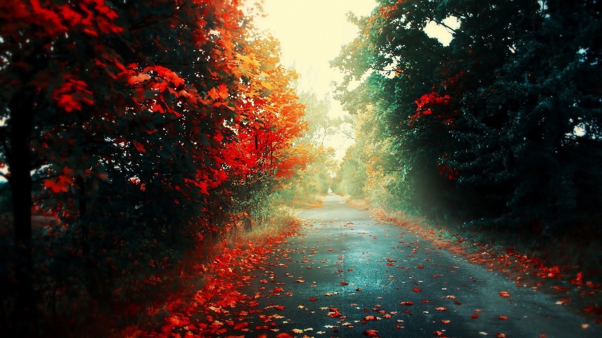 Autumn road with red and green trees and fallen leaves HD Wallpaper