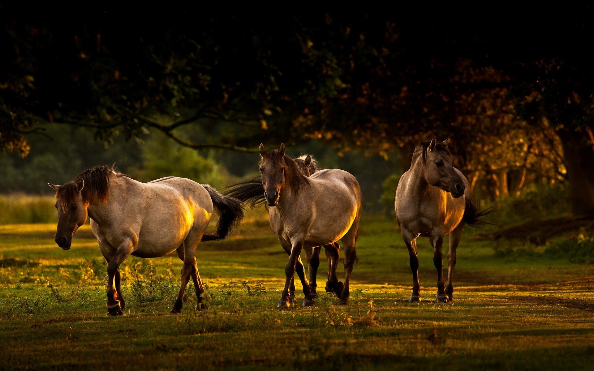 Three horses walking in a field at sunset HD Wallpaper