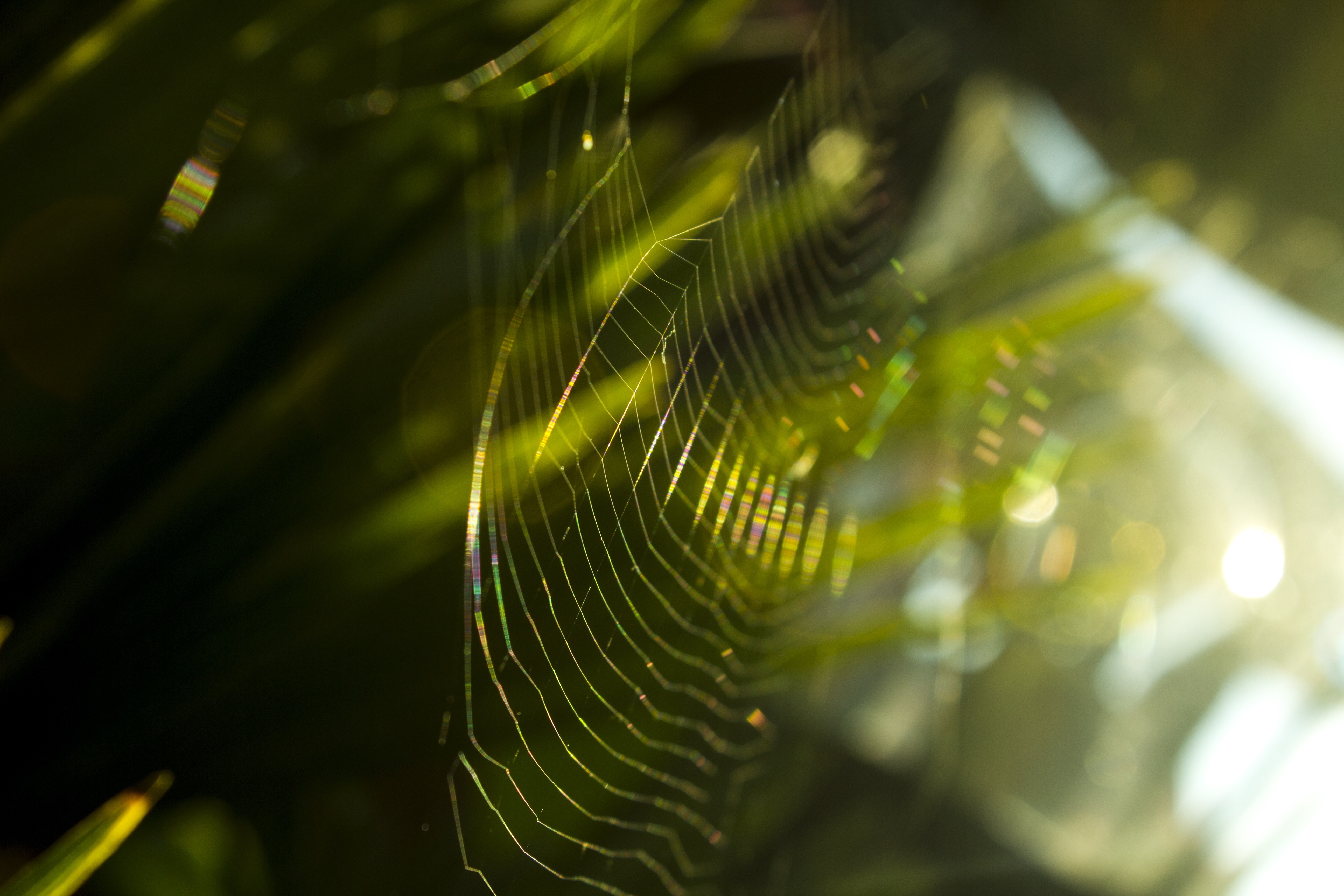 Spider web glistening with sunlight among green leaves HD Wallpaper