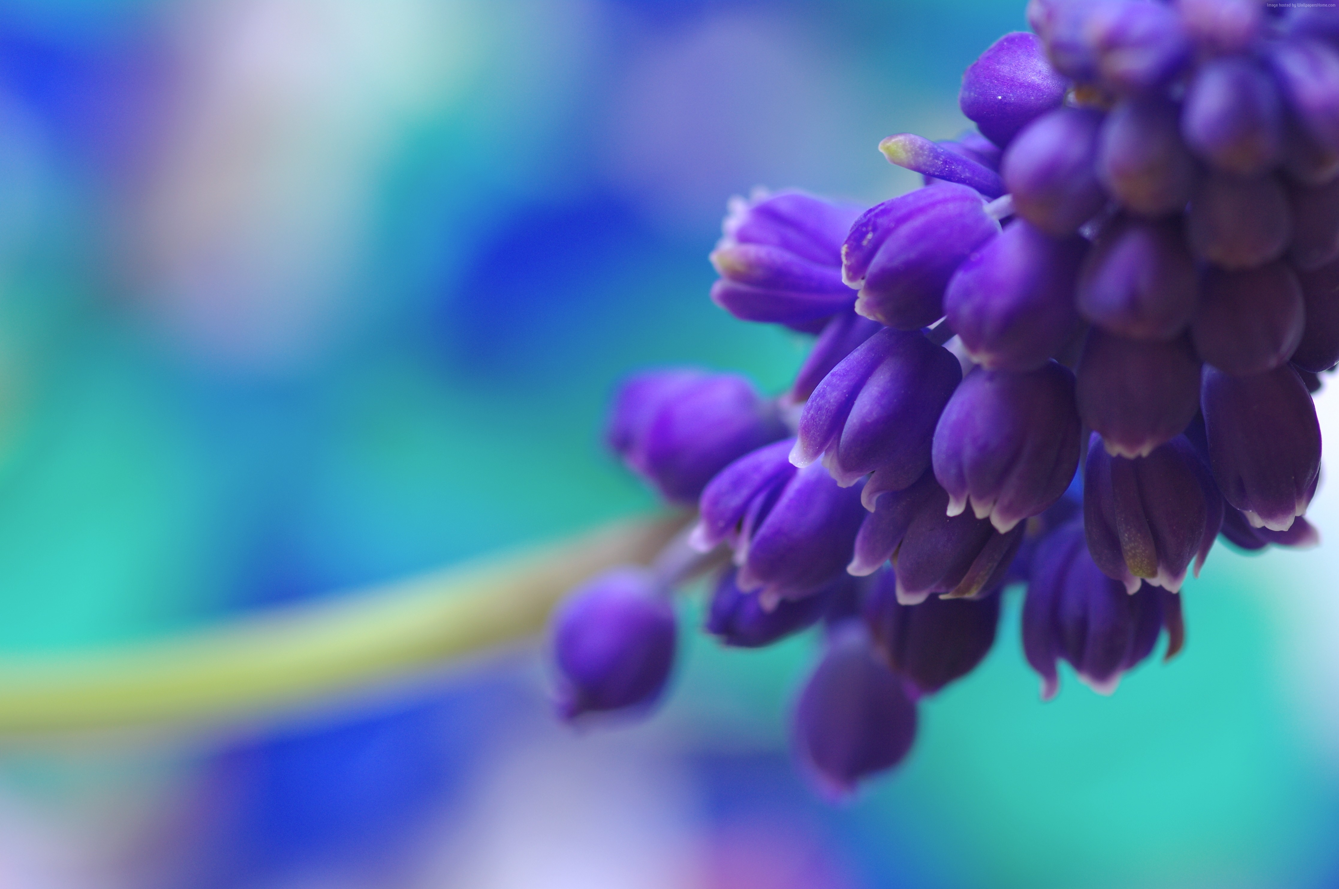 Purple Muscari flowers 4K HD Wallpaper