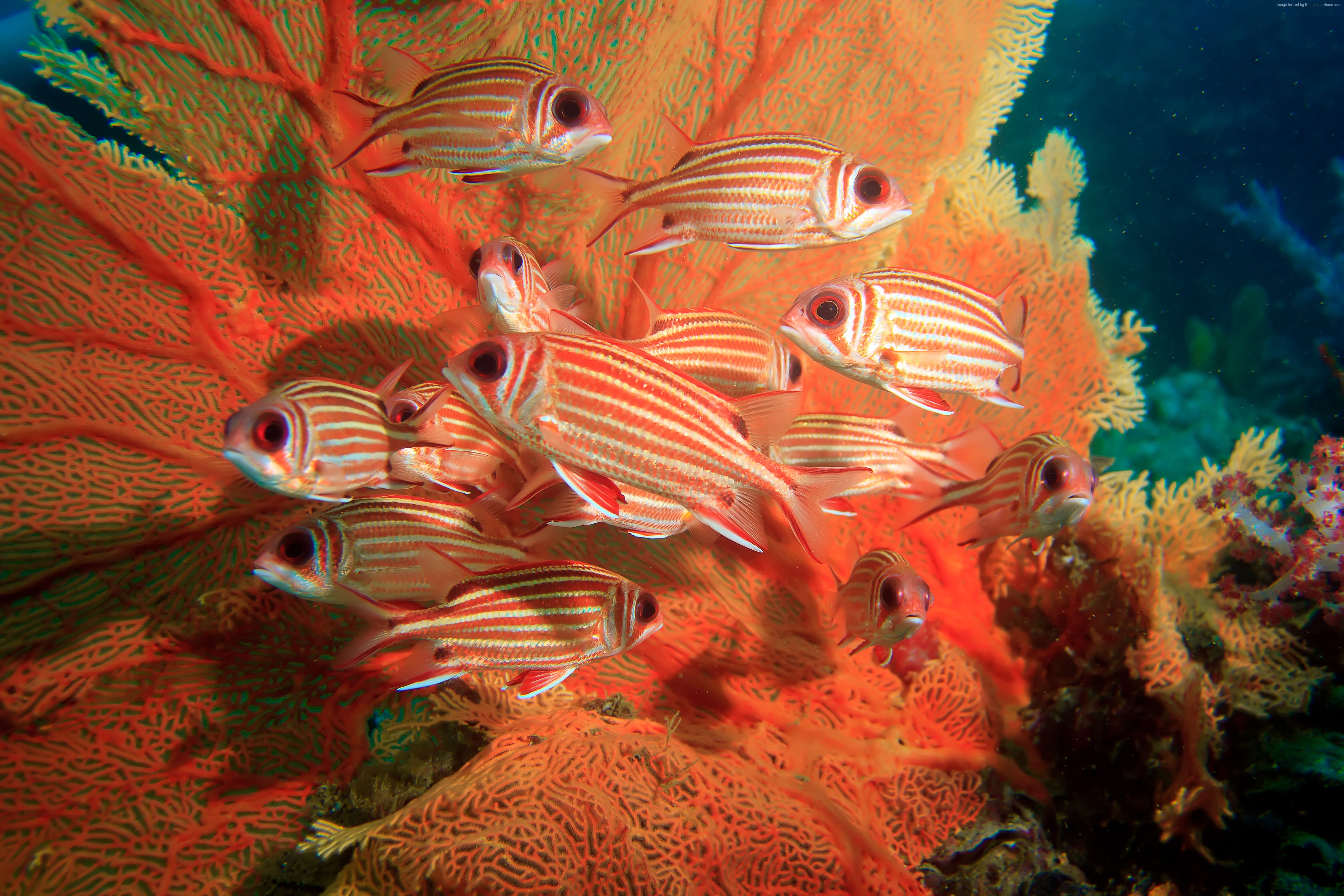 School of Squirrelfish on a Coral Fan HD Wallpaper
