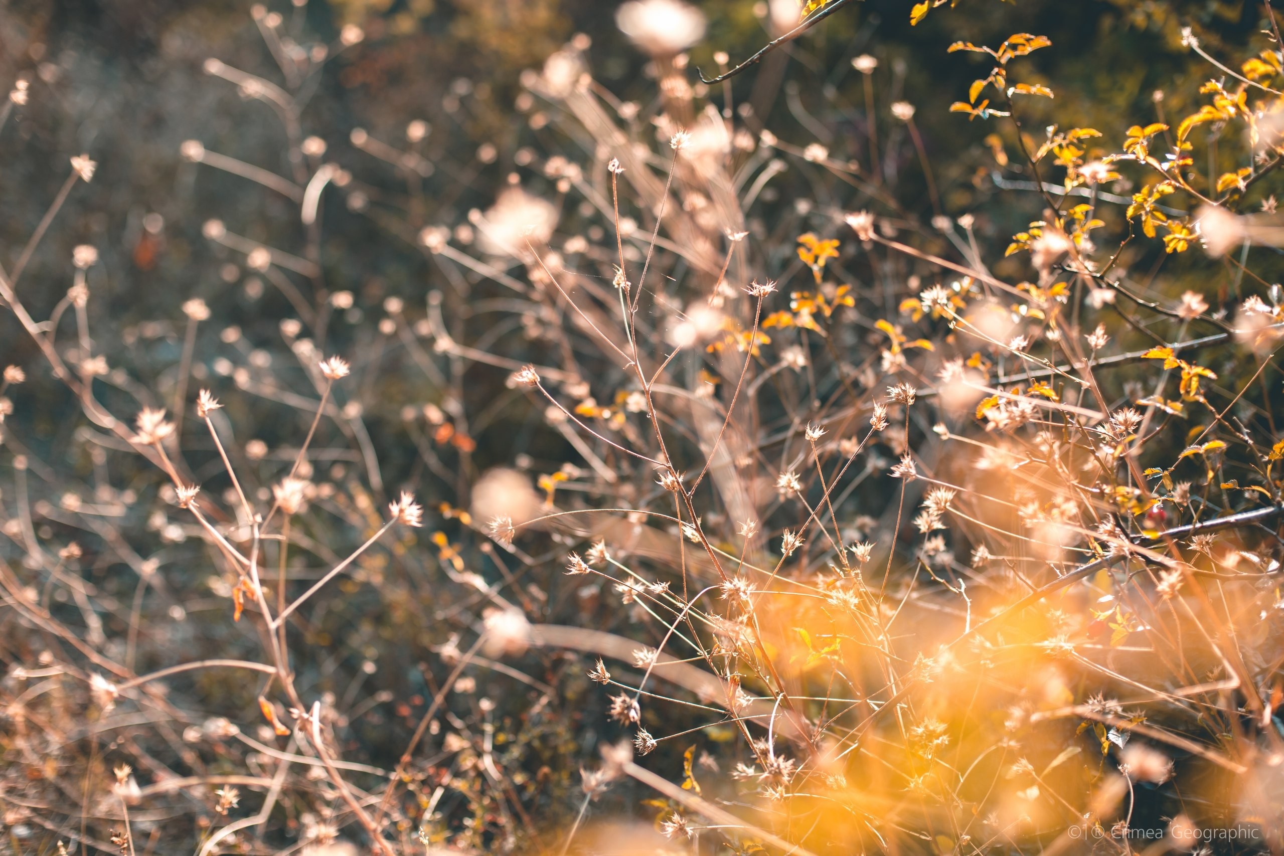 Sunlight filtering through dry plants and autumn leaves HD Wallpaper