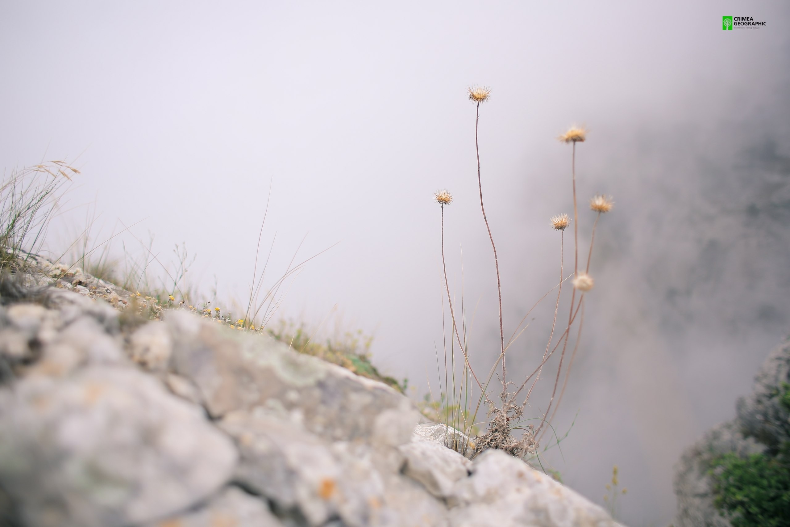 Dry flowers on a rocky slope in fog HD Wallpaper