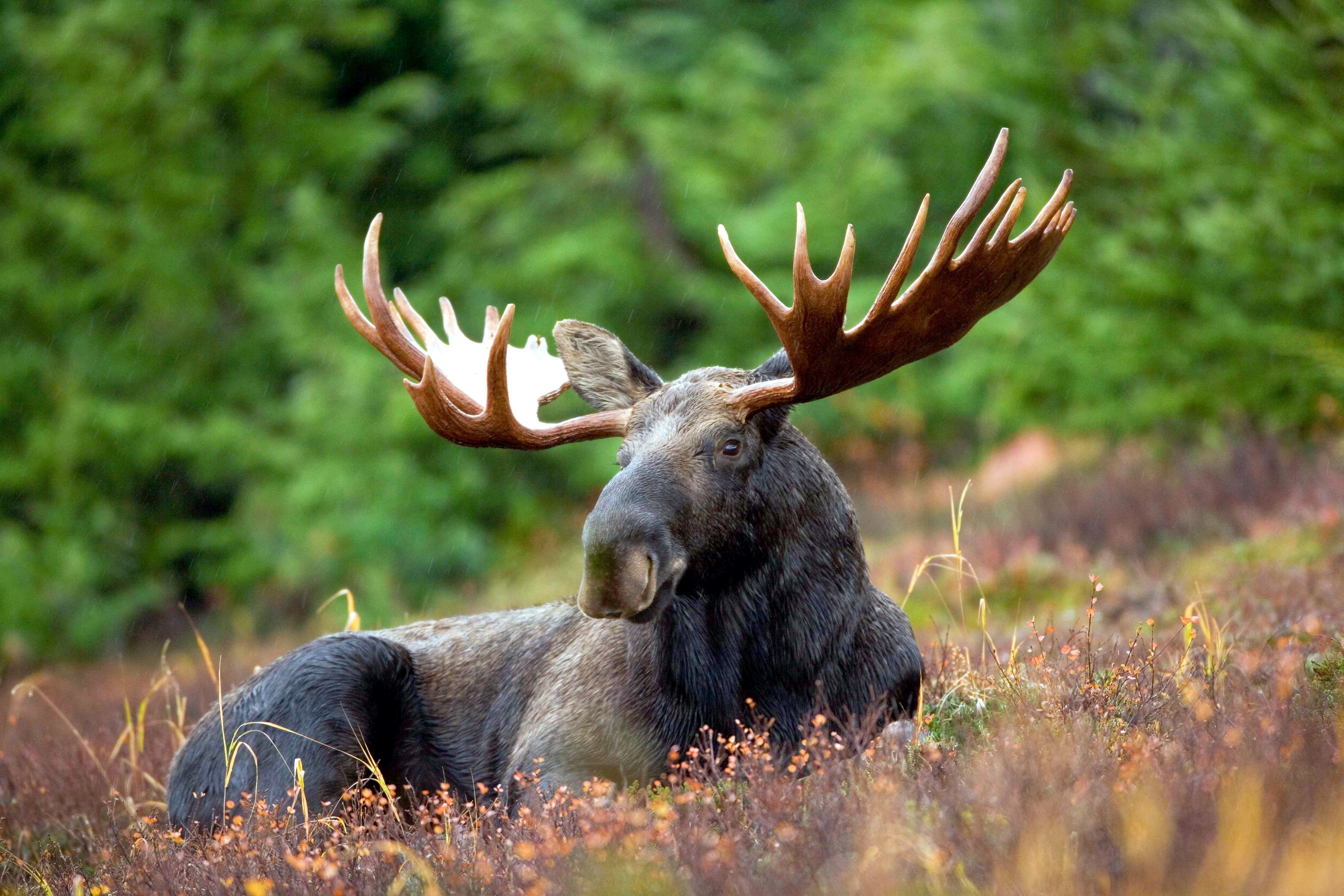 Moose with large antlers resting in a field HD Wallpaper
