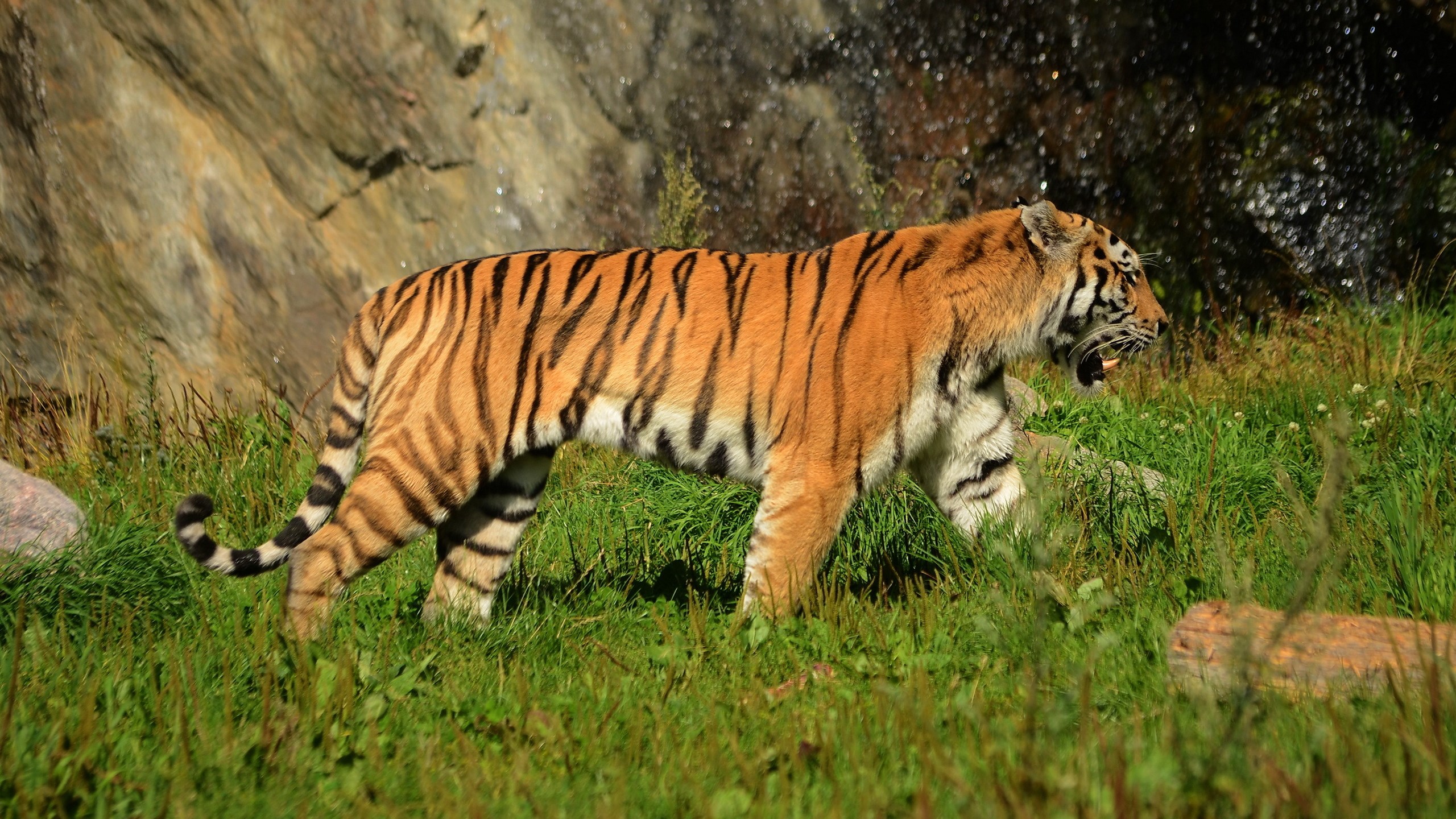 Tiger walking in a grassy area with a waterfall HD Wallpaper