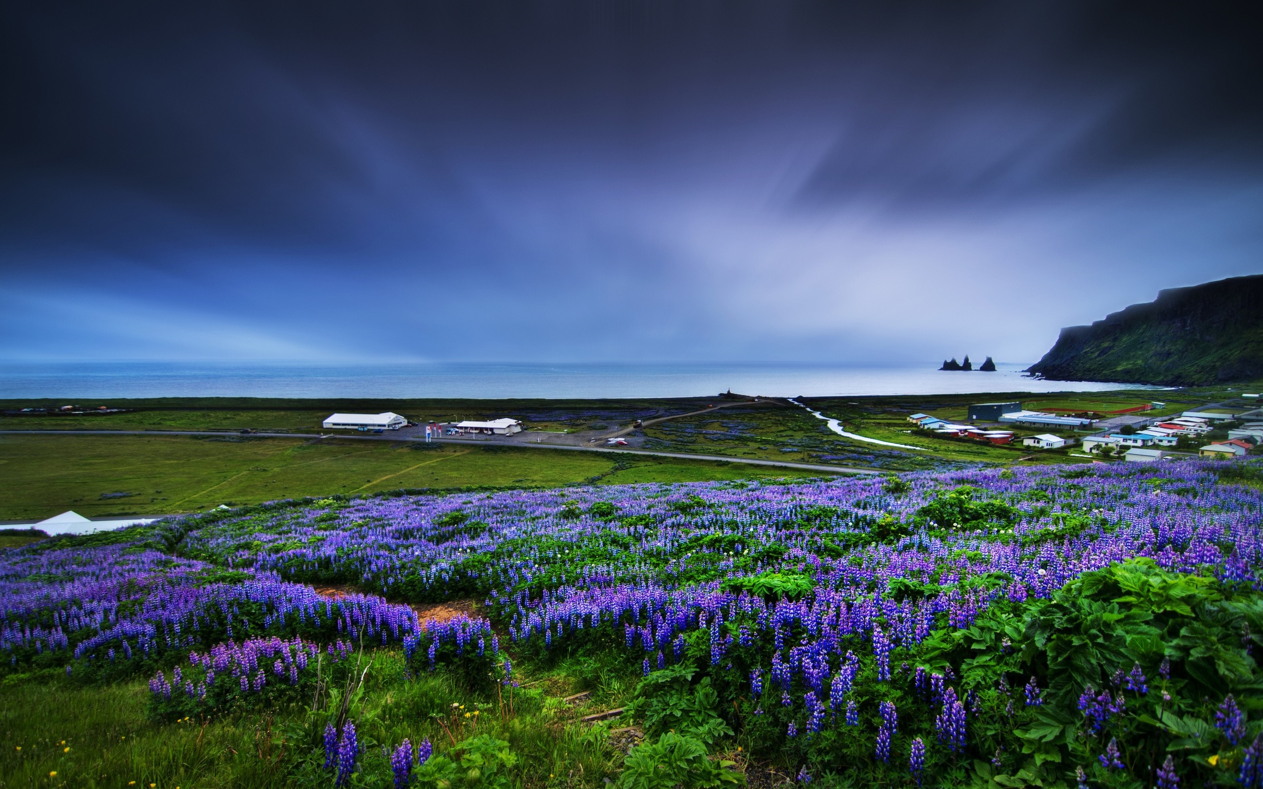 Purple lupine field overlooking the ocean in Iceland HD Wallpaper