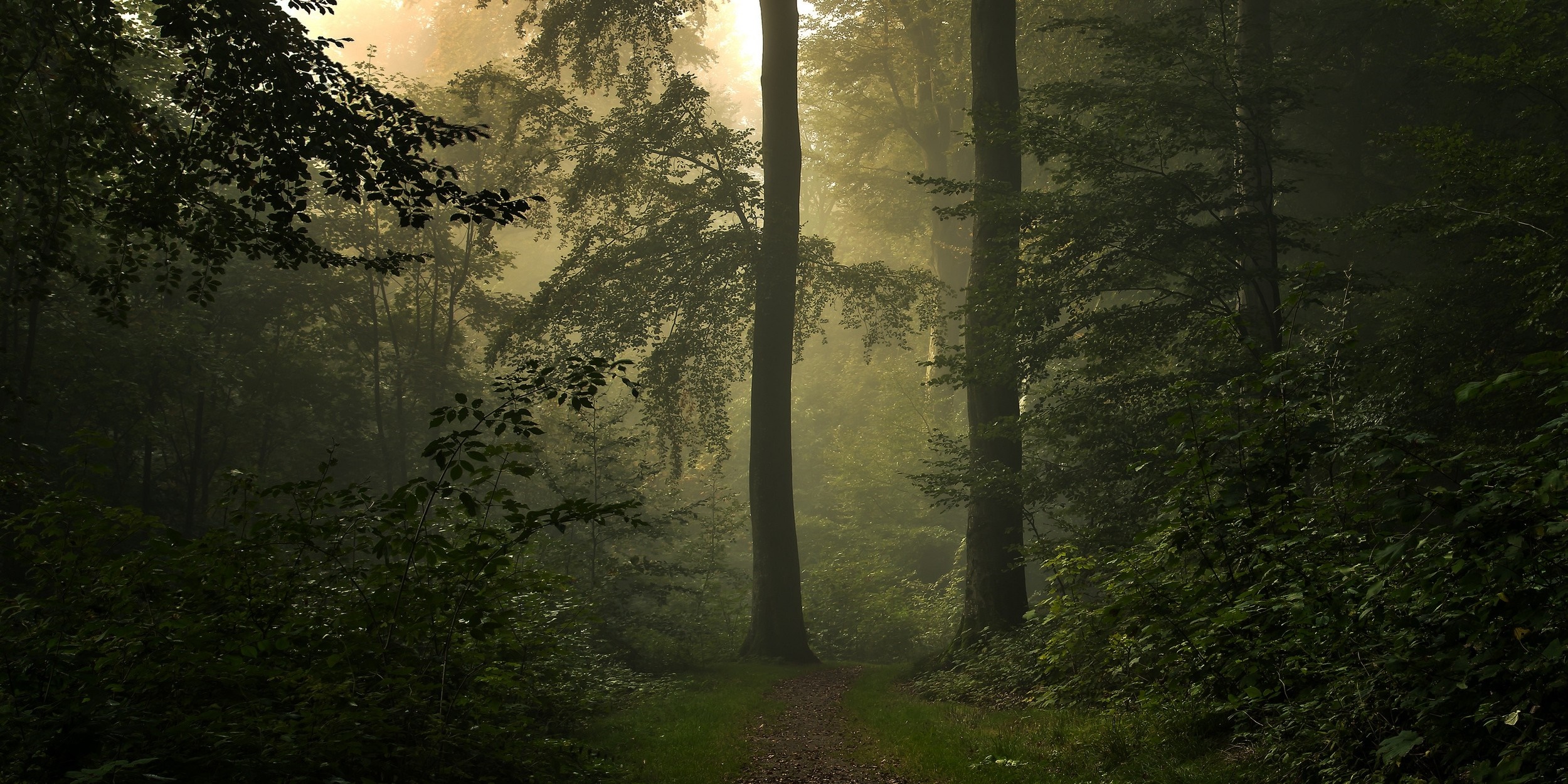 Misty forest path with sunlight filtering through trees HD Wallpaper