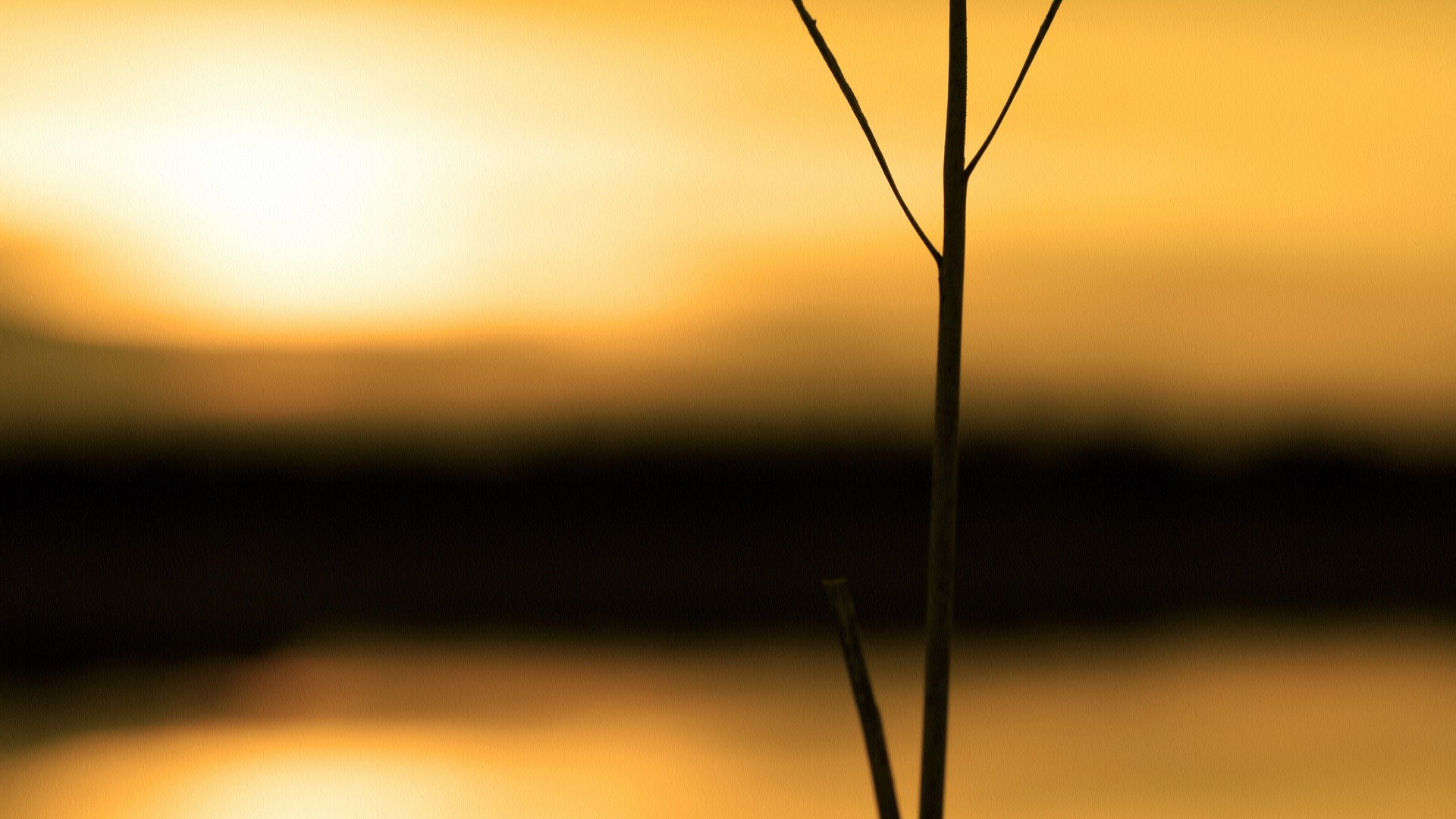 Silhouette of a plant stem against a sunset. HD Wallpaper