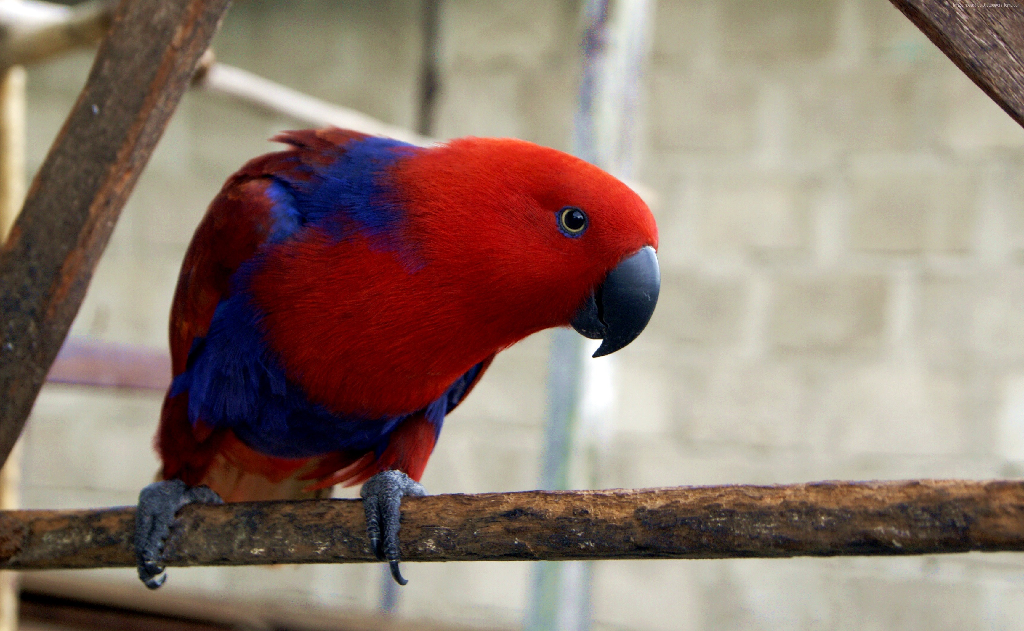 Red Eclectus Parrot with Blue Markings on a Branch HD Wallpaper