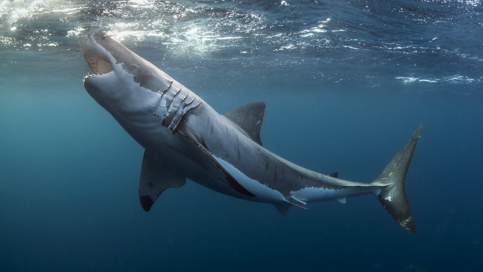 Great White Shark swimming underwater HD Wallpaper