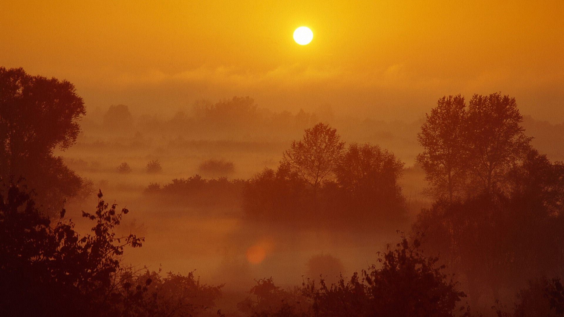 Sunrise over a misty forest landscape HD Wallpaper