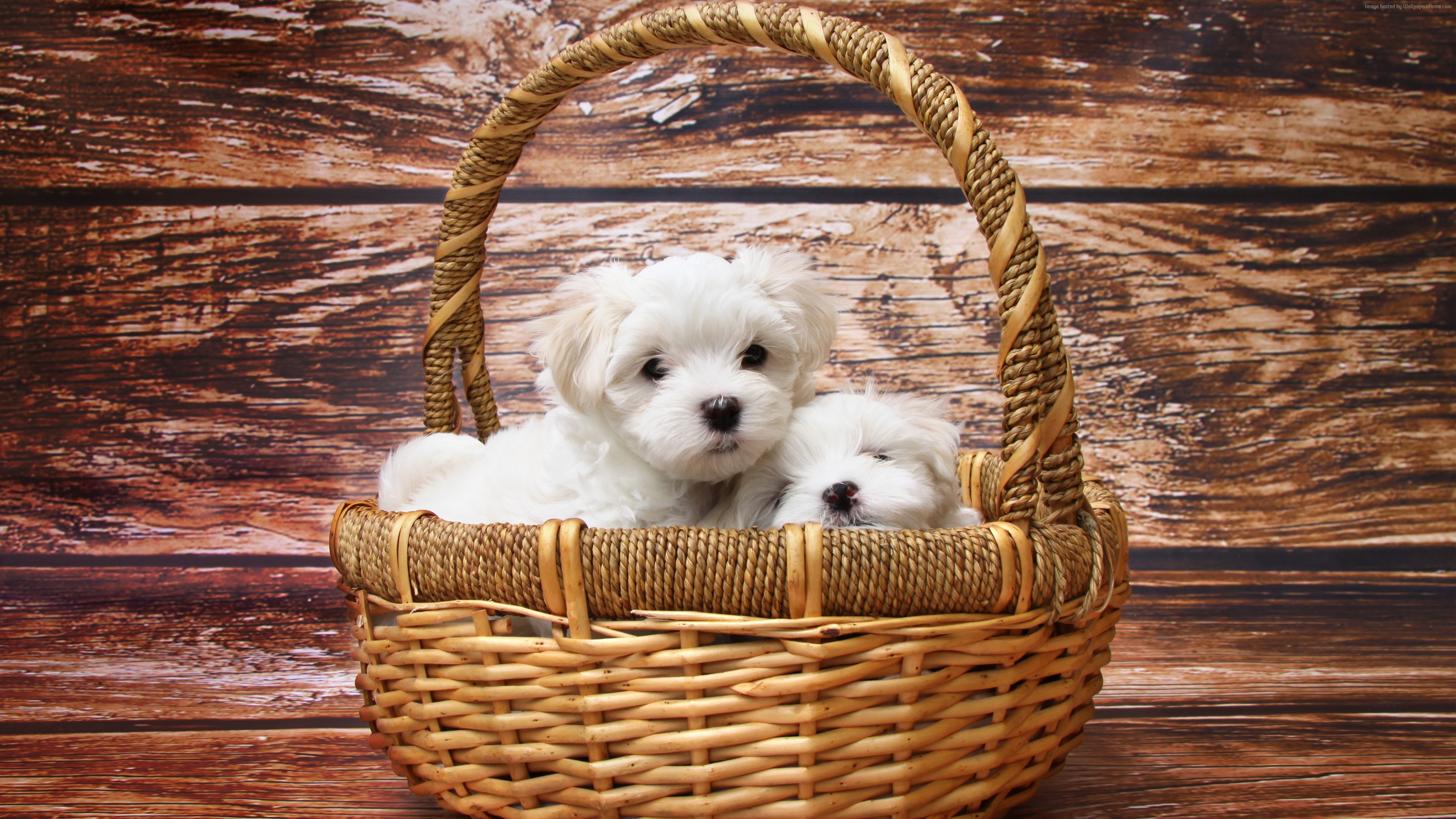 Two white Maltese puppies in a basket HD Wallpaper