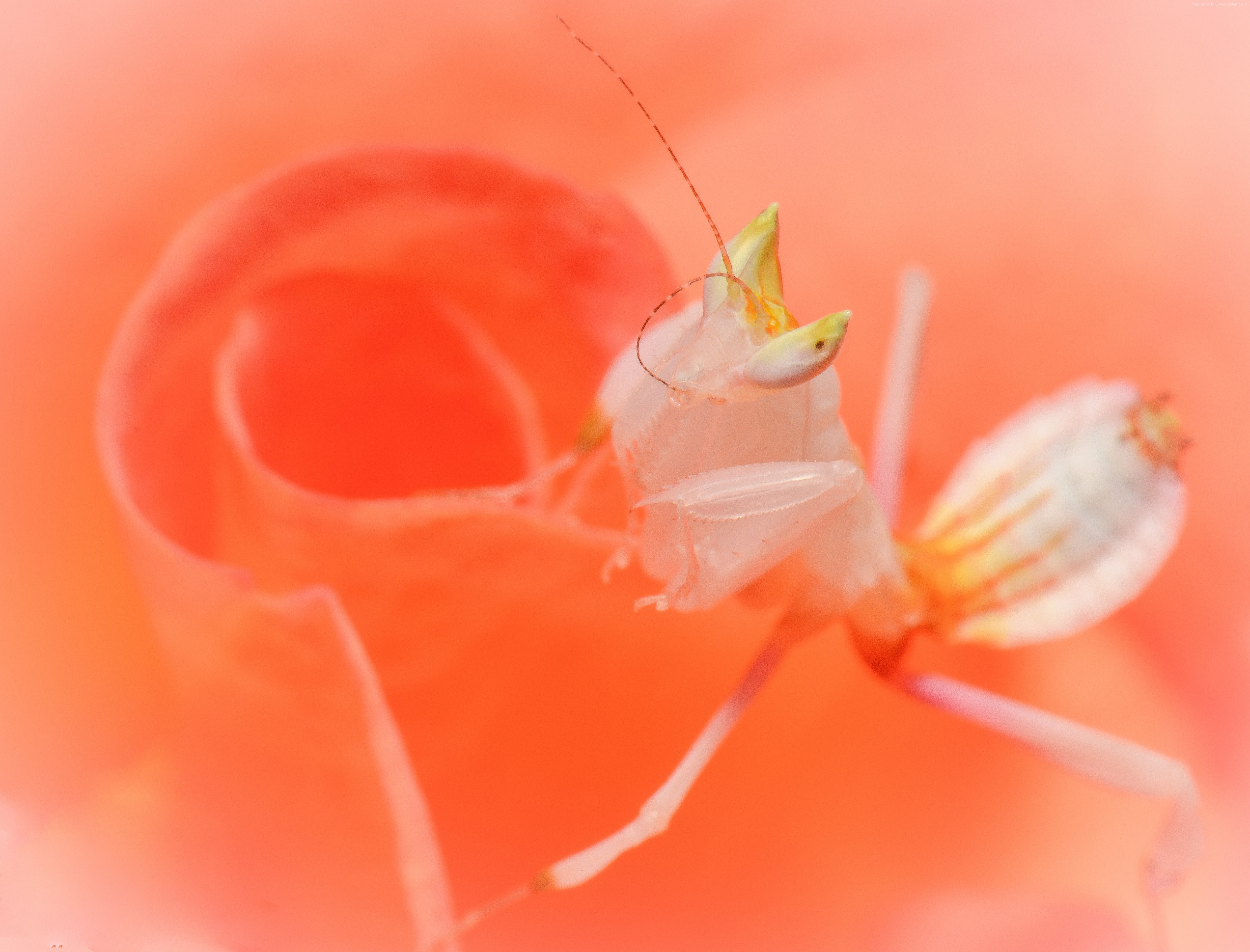 Orchid Mantis on a Pink Flower HD Wallpaper
