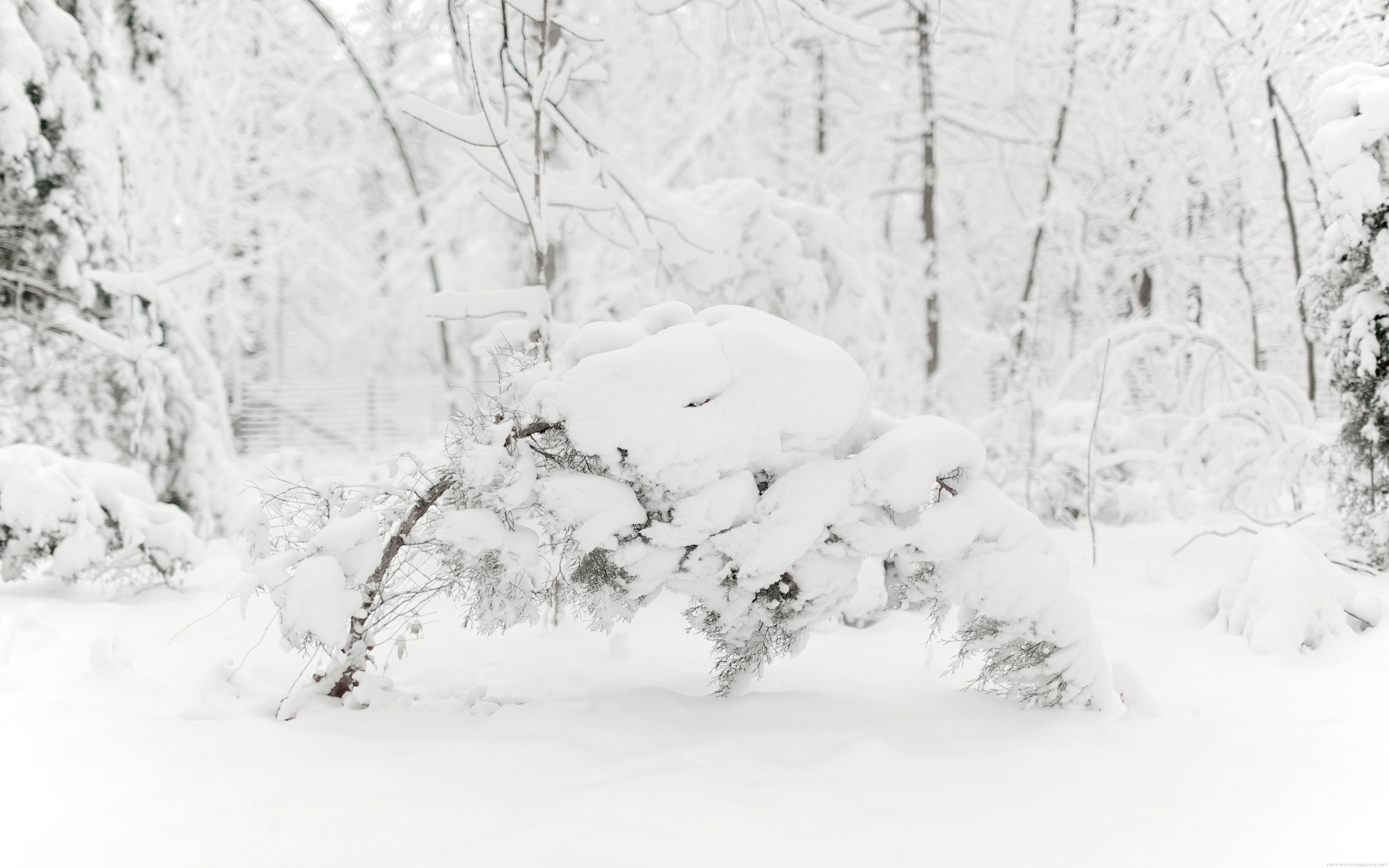 Snow covered tree branches in a winter forest HD Wallpaper