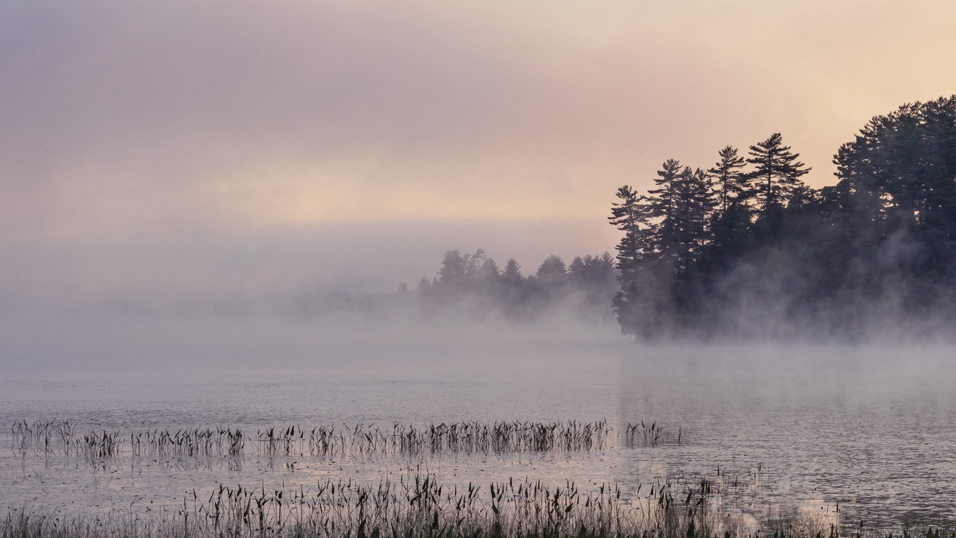 Misty lake at sunrise with trees and reeds HD Wallpaper