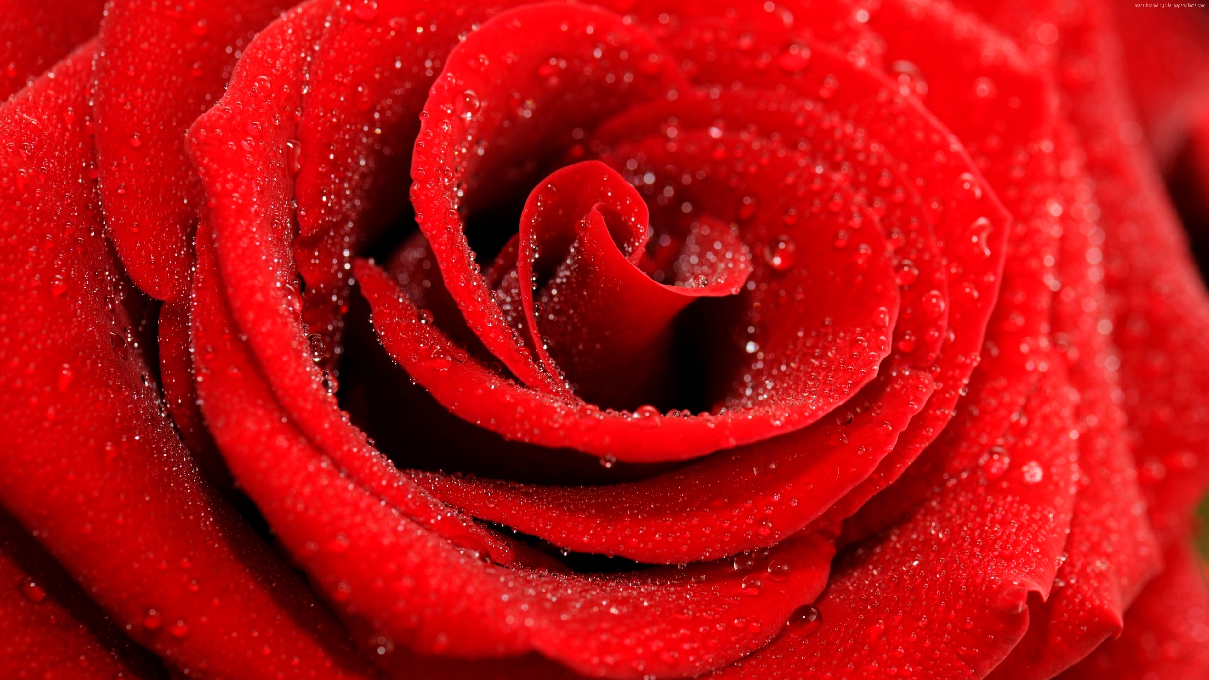 Macro shot of a red rose with water droplets HD Wallpaper