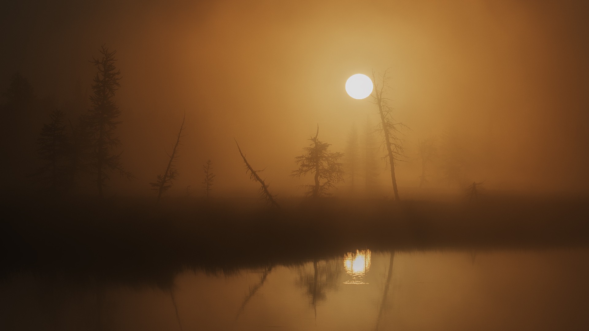 Sun rising over a misty lake with silhouetted trees HD Wallpaper