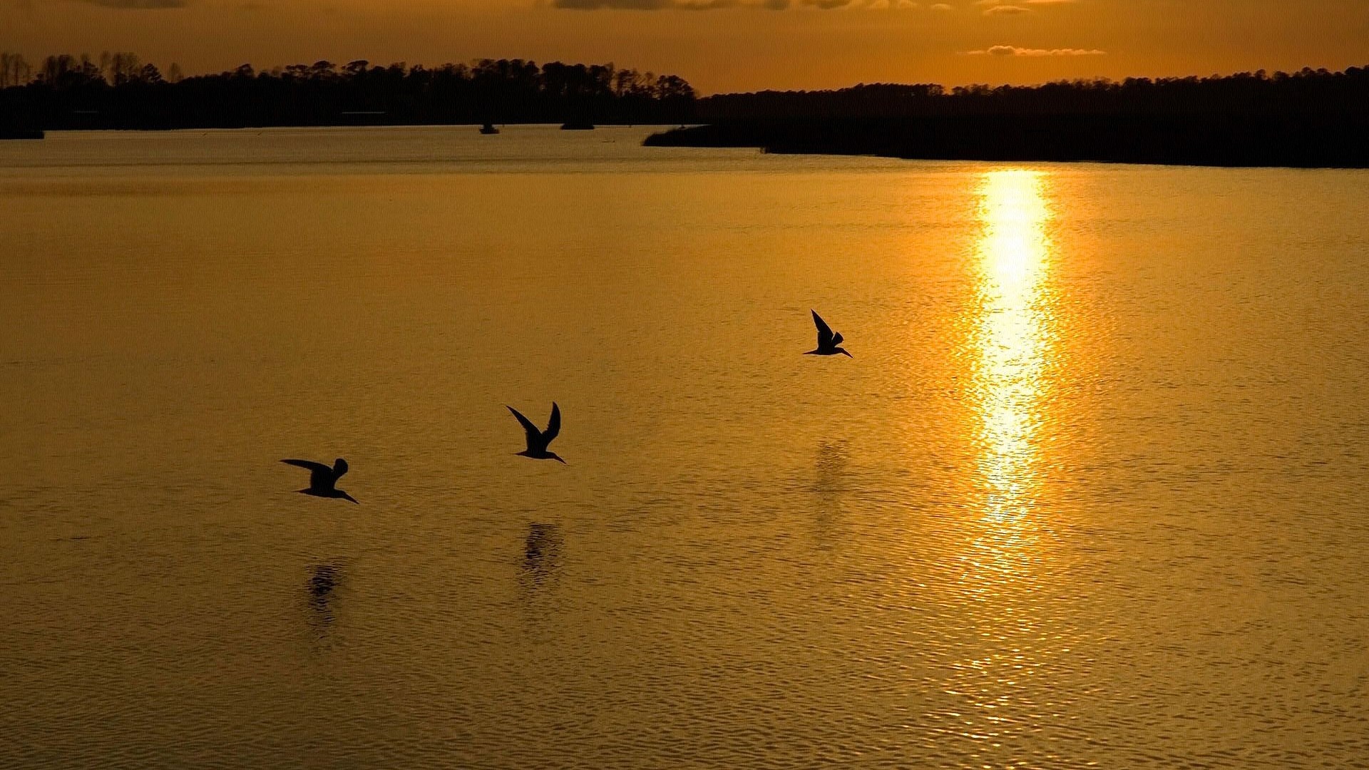 Three birds flying over a lake at sunset HD Wallpaper