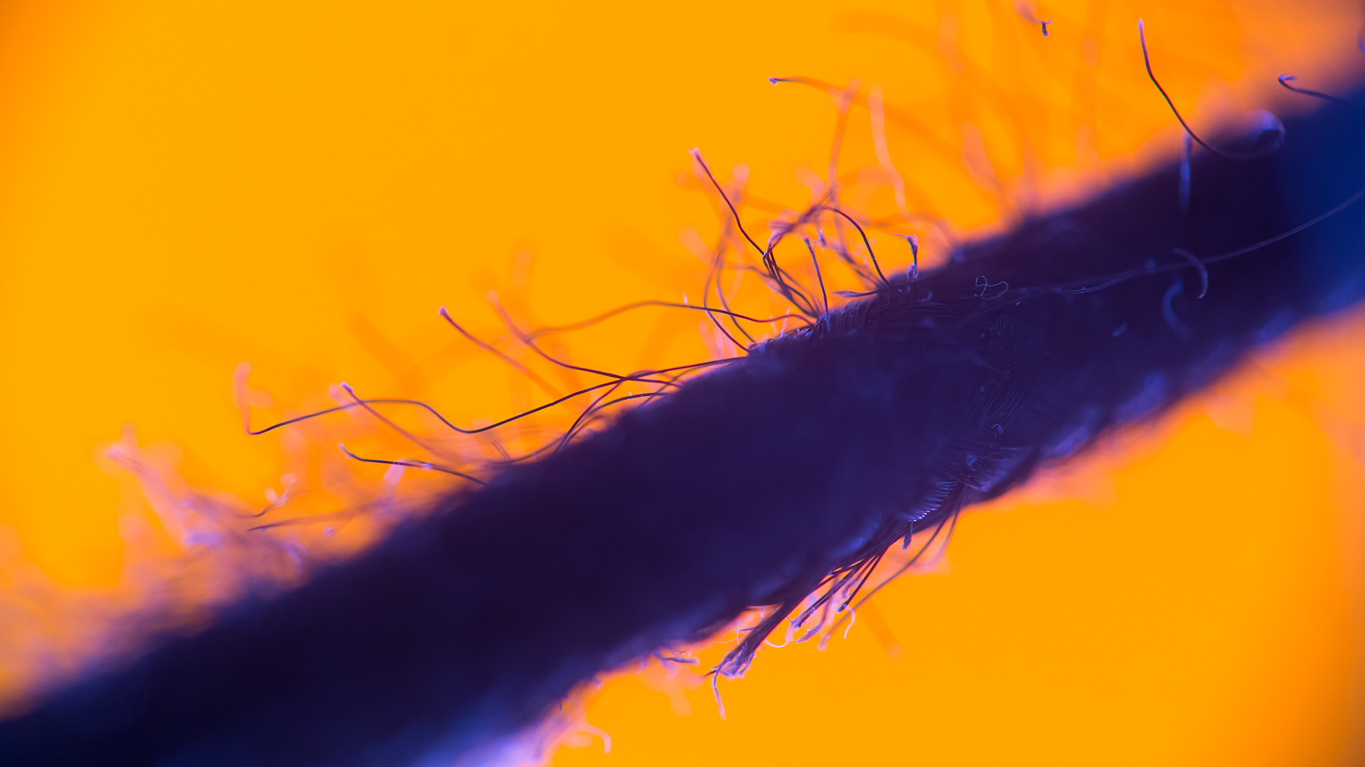Macro photograph of a frayed rope with loose threads HD Wallpaper