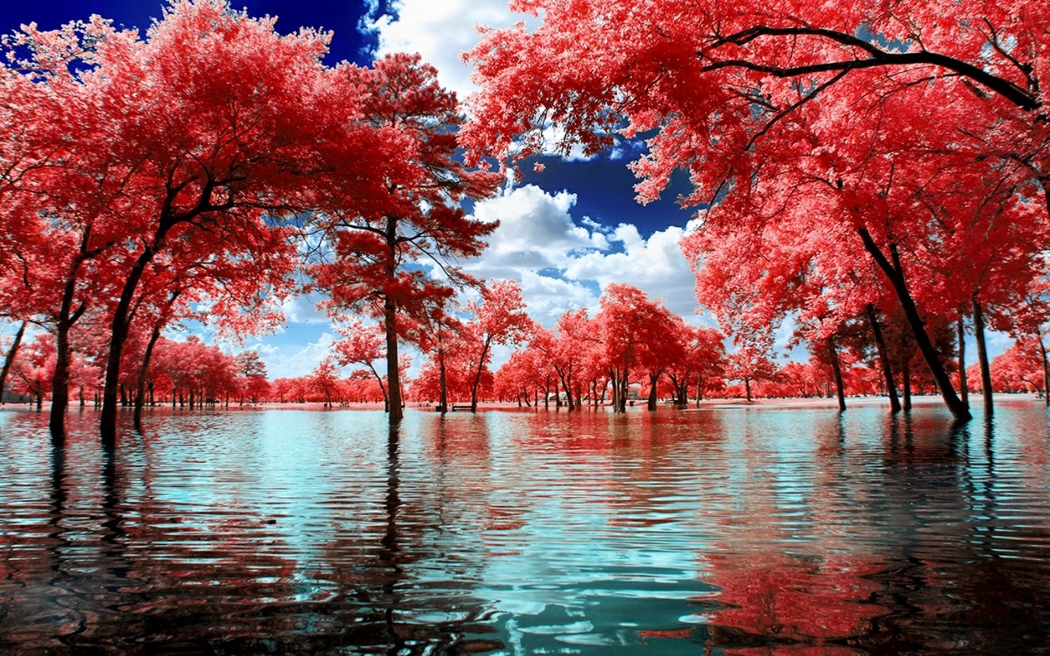 Surreal Red Trees Reflecting on Calm Water HD Wallpaper