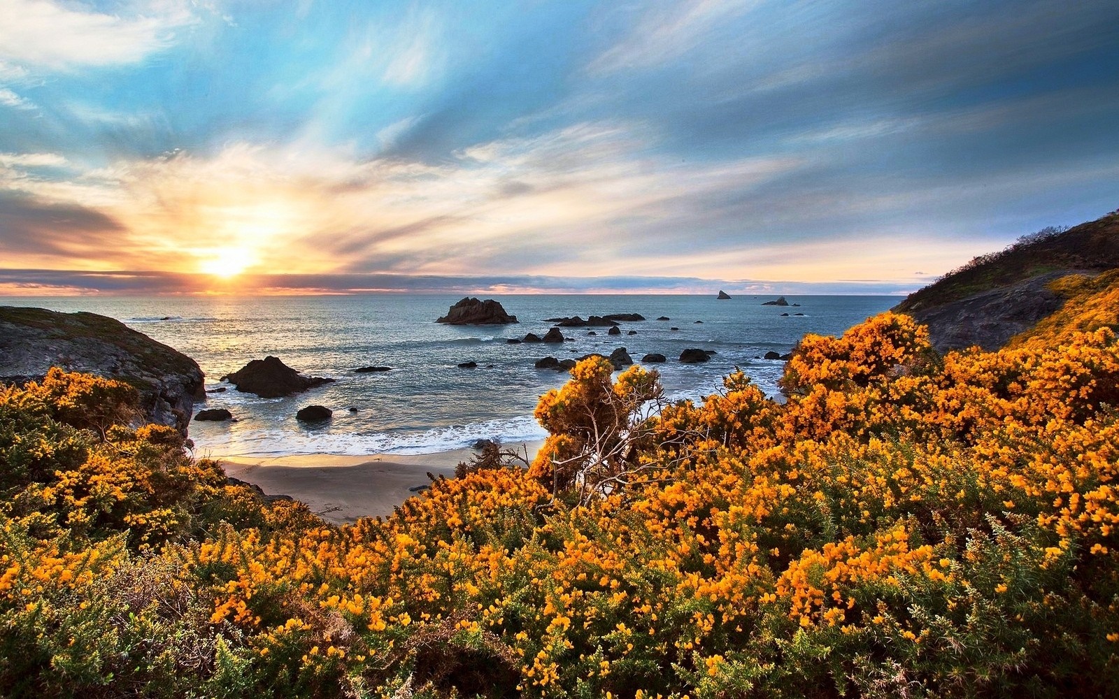 Sunset over a rocky coast with yellow wildflowers HD Wallpaper