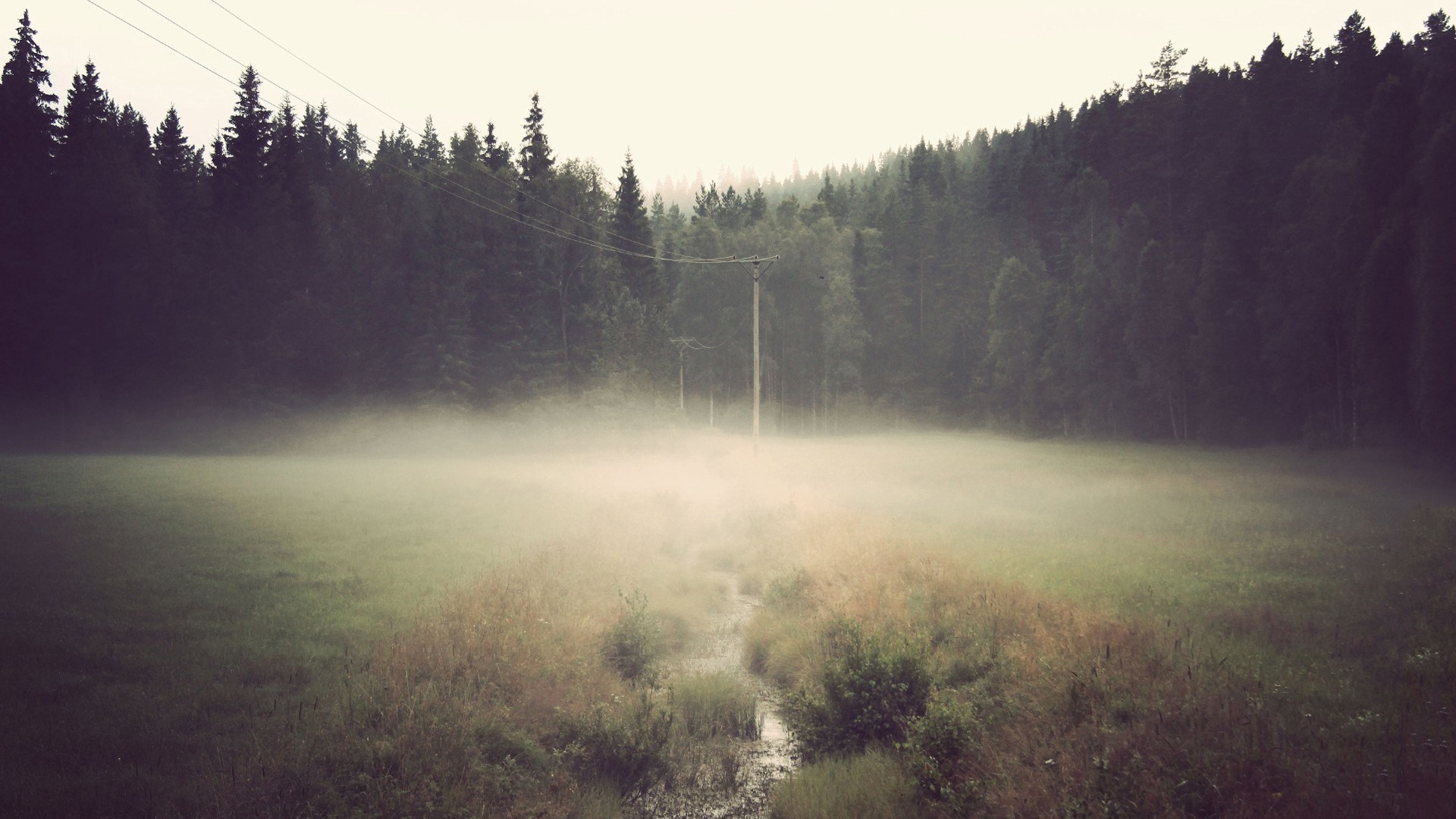 Misty field with forest and power lines HD Wallpaper