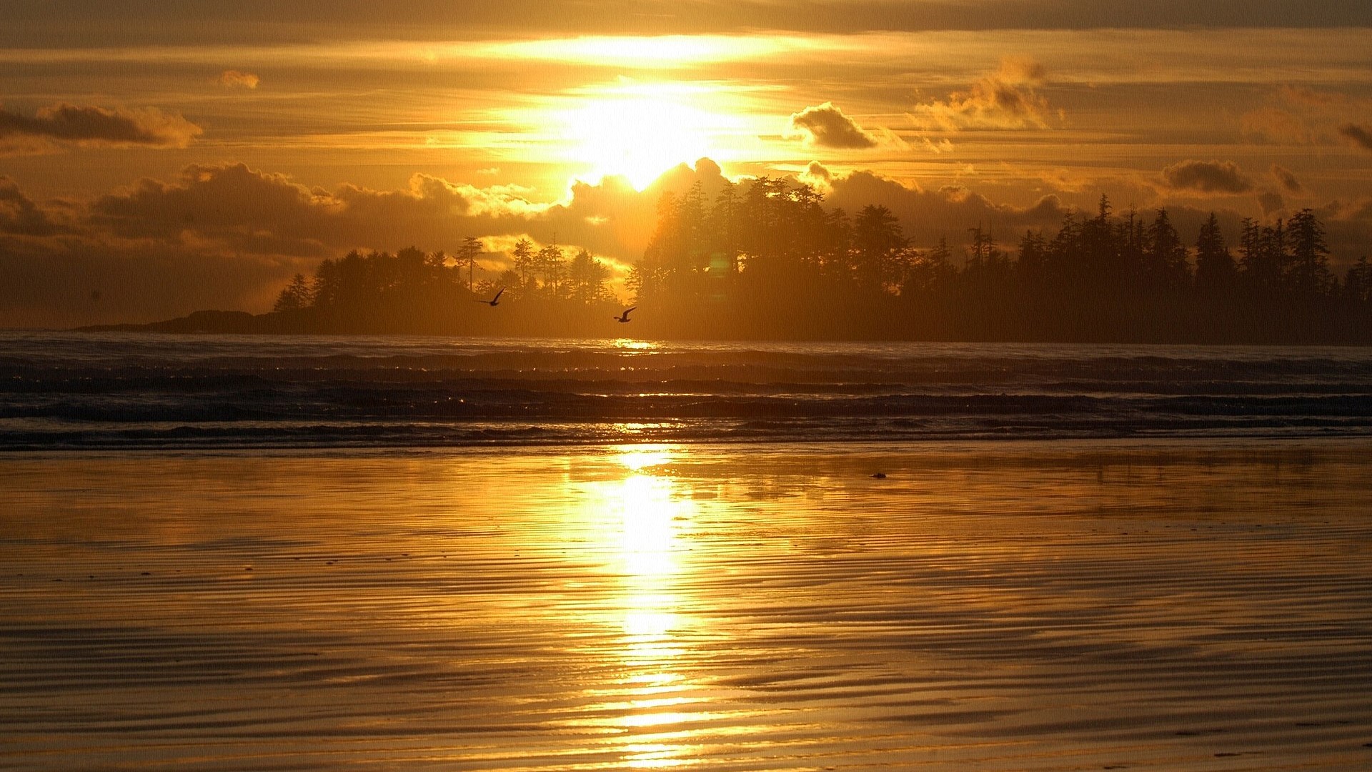 Sunset over a beach with trees and birds HD Wallpaper