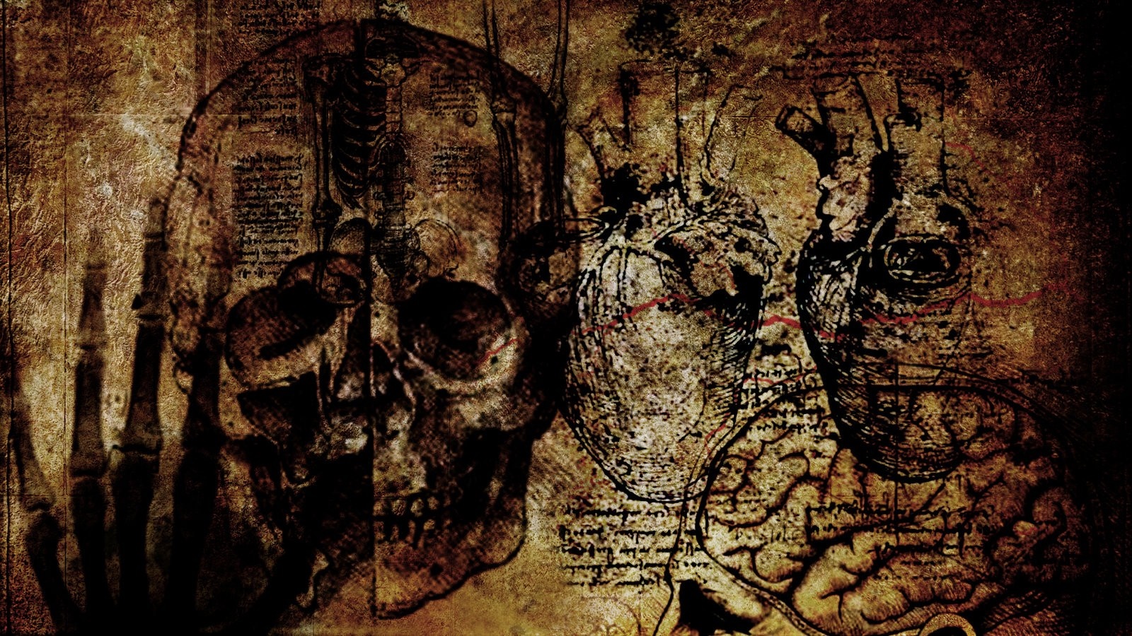Grunge anatomical drawings of skull, heart, and brain HD Wallpaper