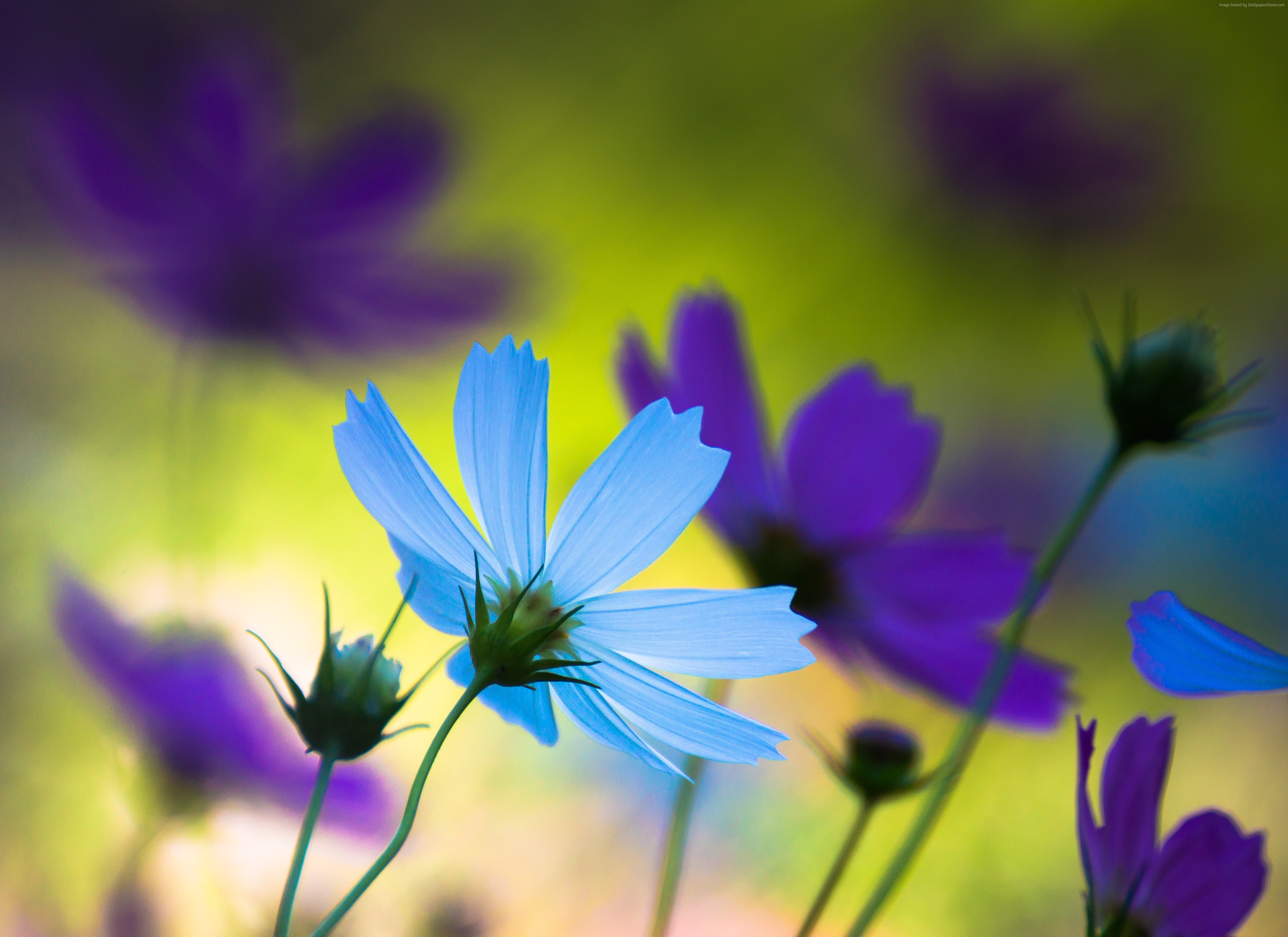 Blue and purple cosmos flowers in soft focus HD Wallpaper