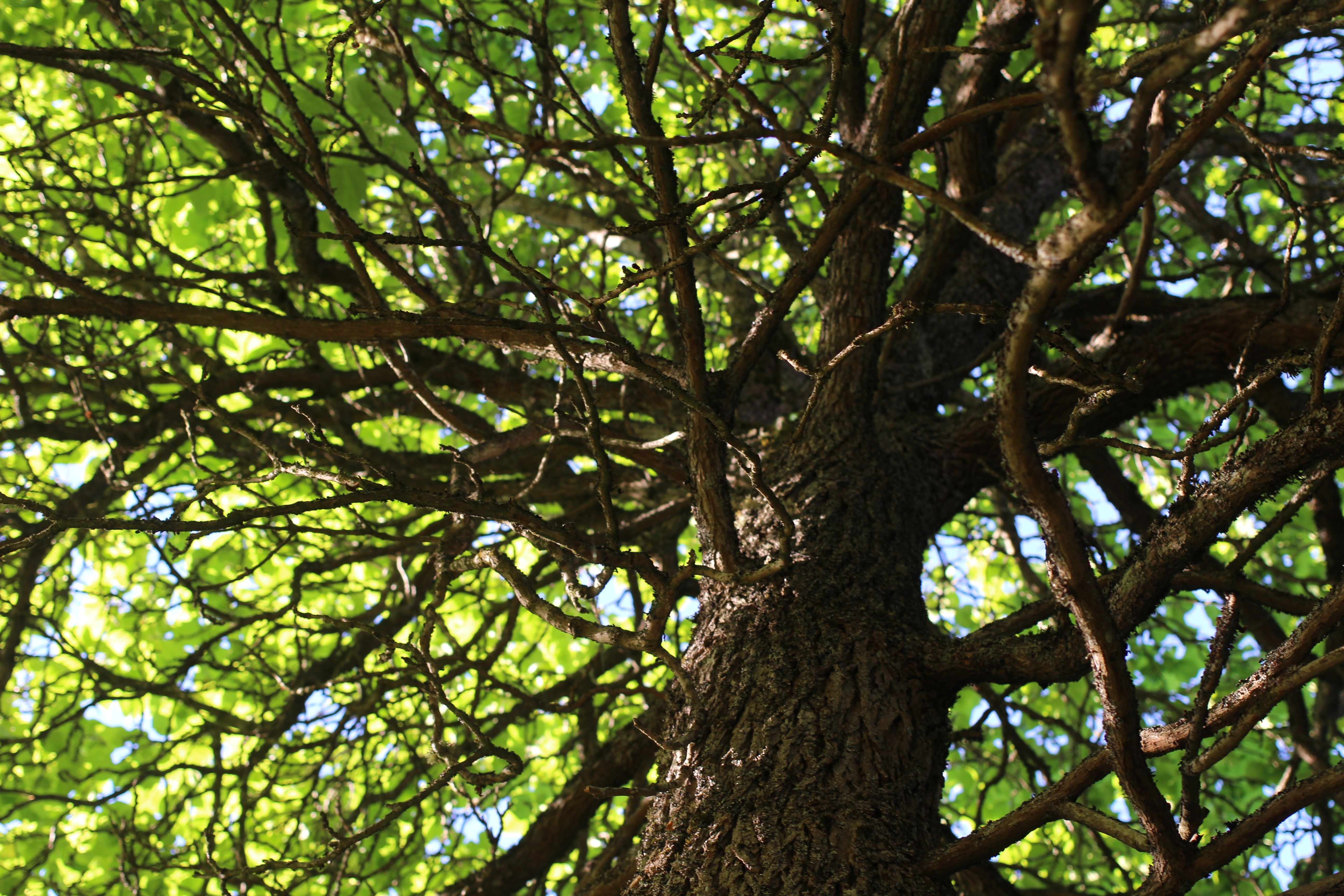 Close-up of a tree trunk and branches with green leaves HD Wallpaper