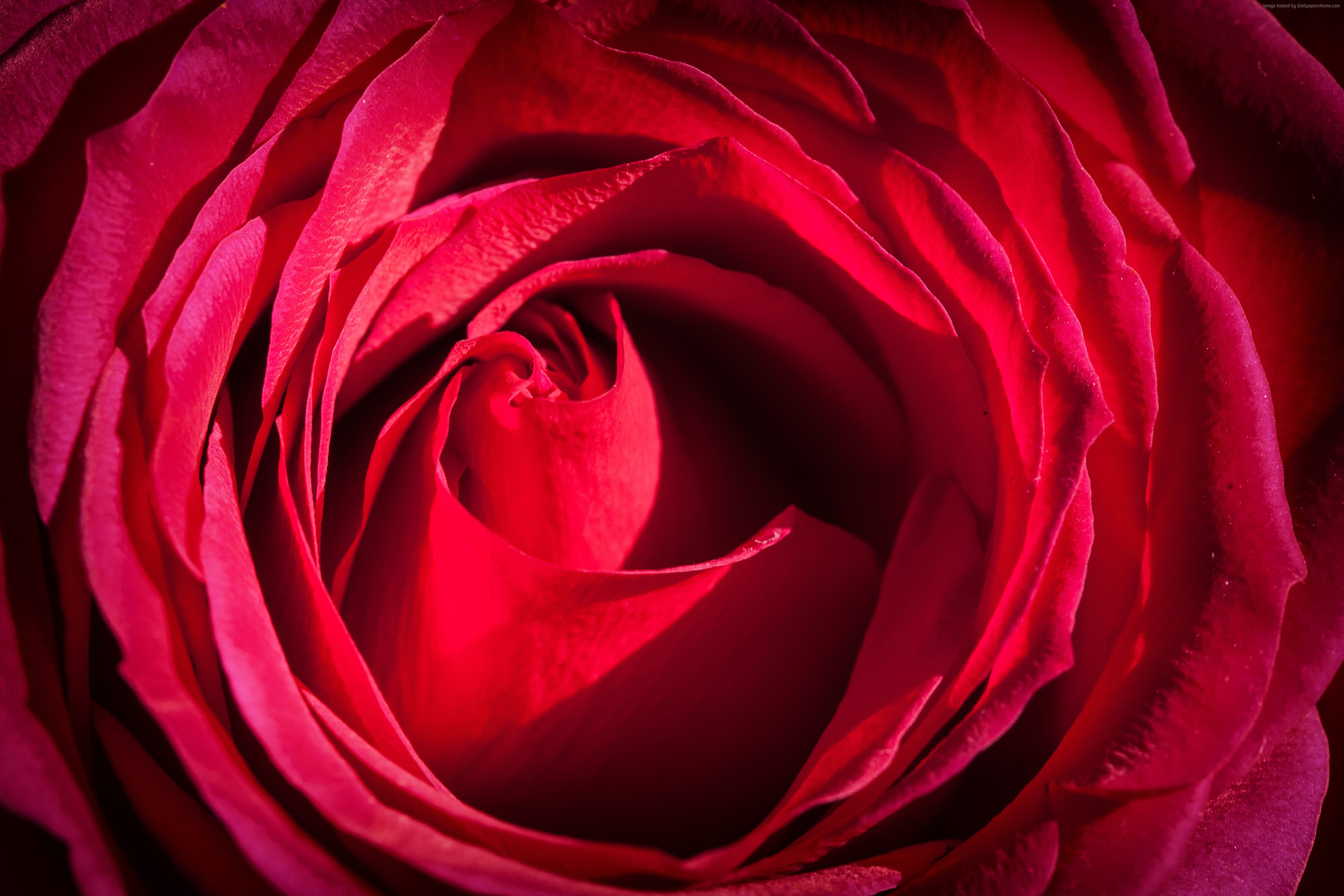 Red Rose Macro 4K HD Wallpaper