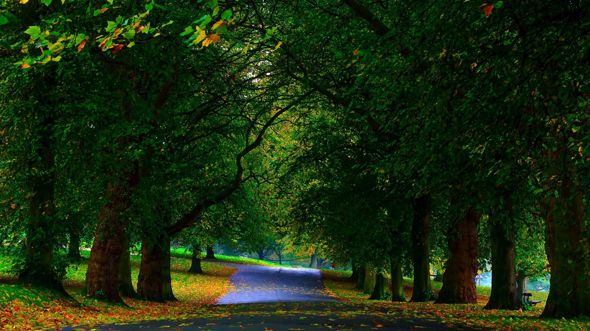 A tree-lined path in a park during autumn HD Wallpaper