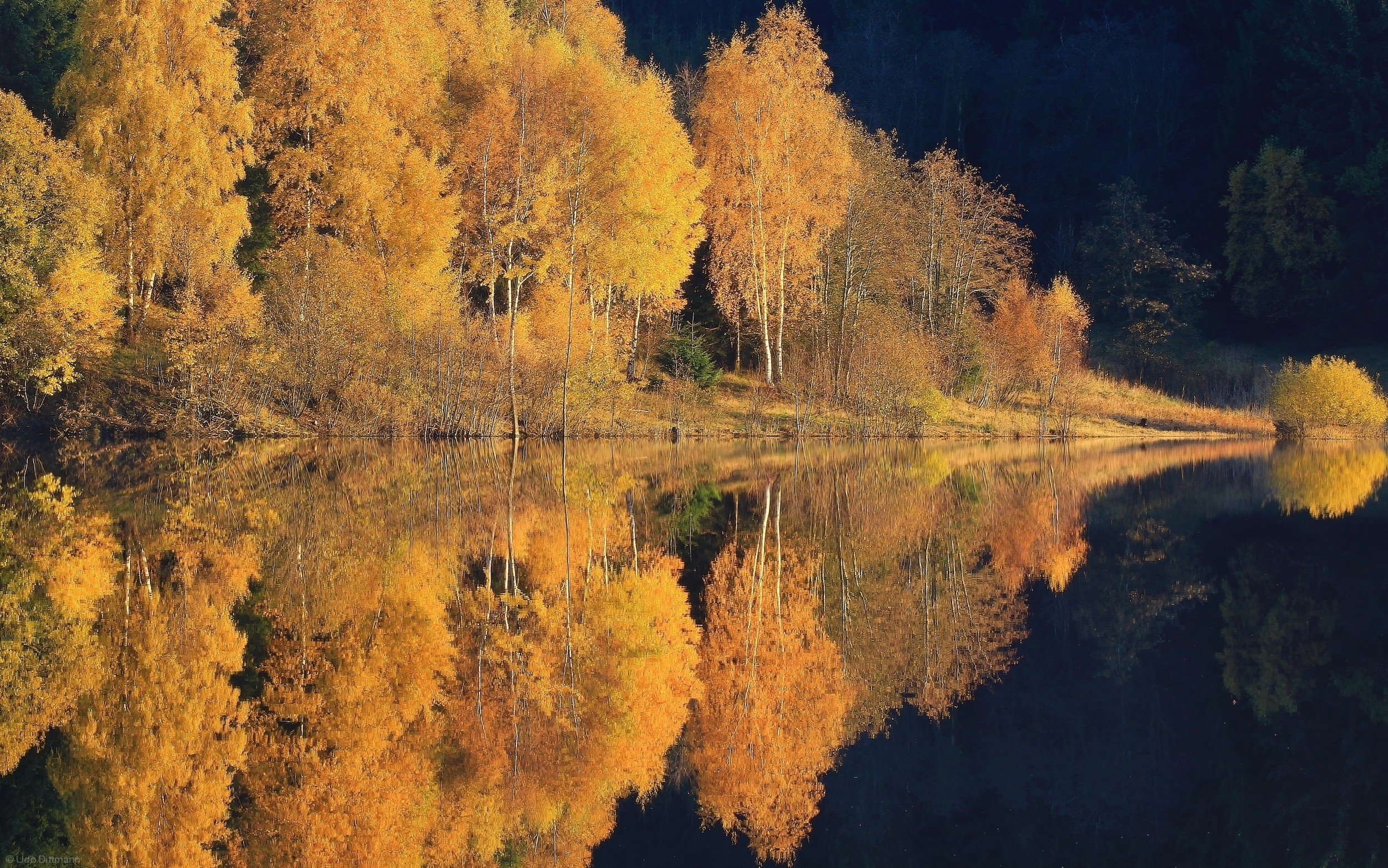 Autumn trees reflecting in a calm lake at sunrise HD Wallpaper