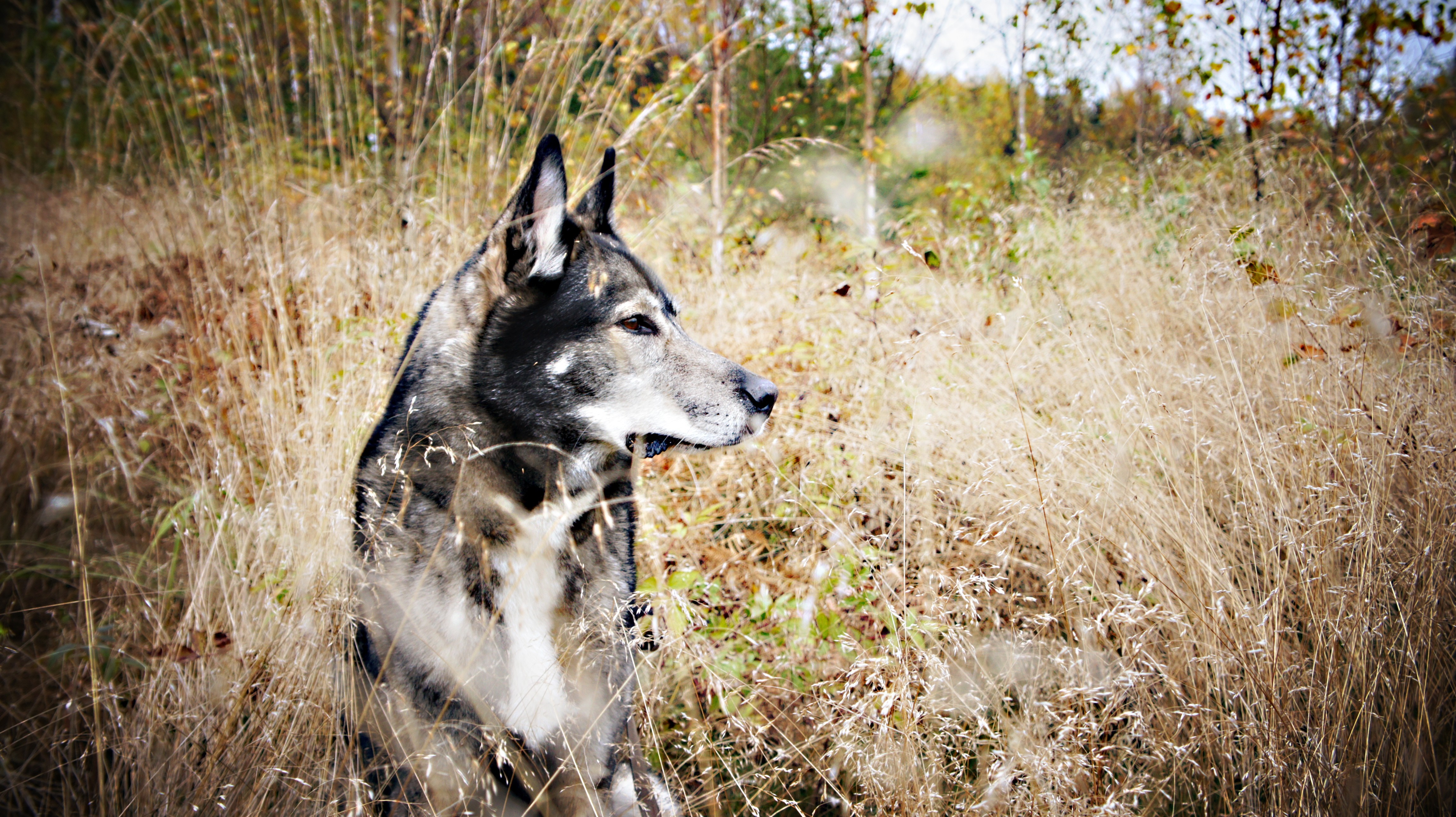 A wolf-like dog sits in tall, dry grass HD Wallpaper