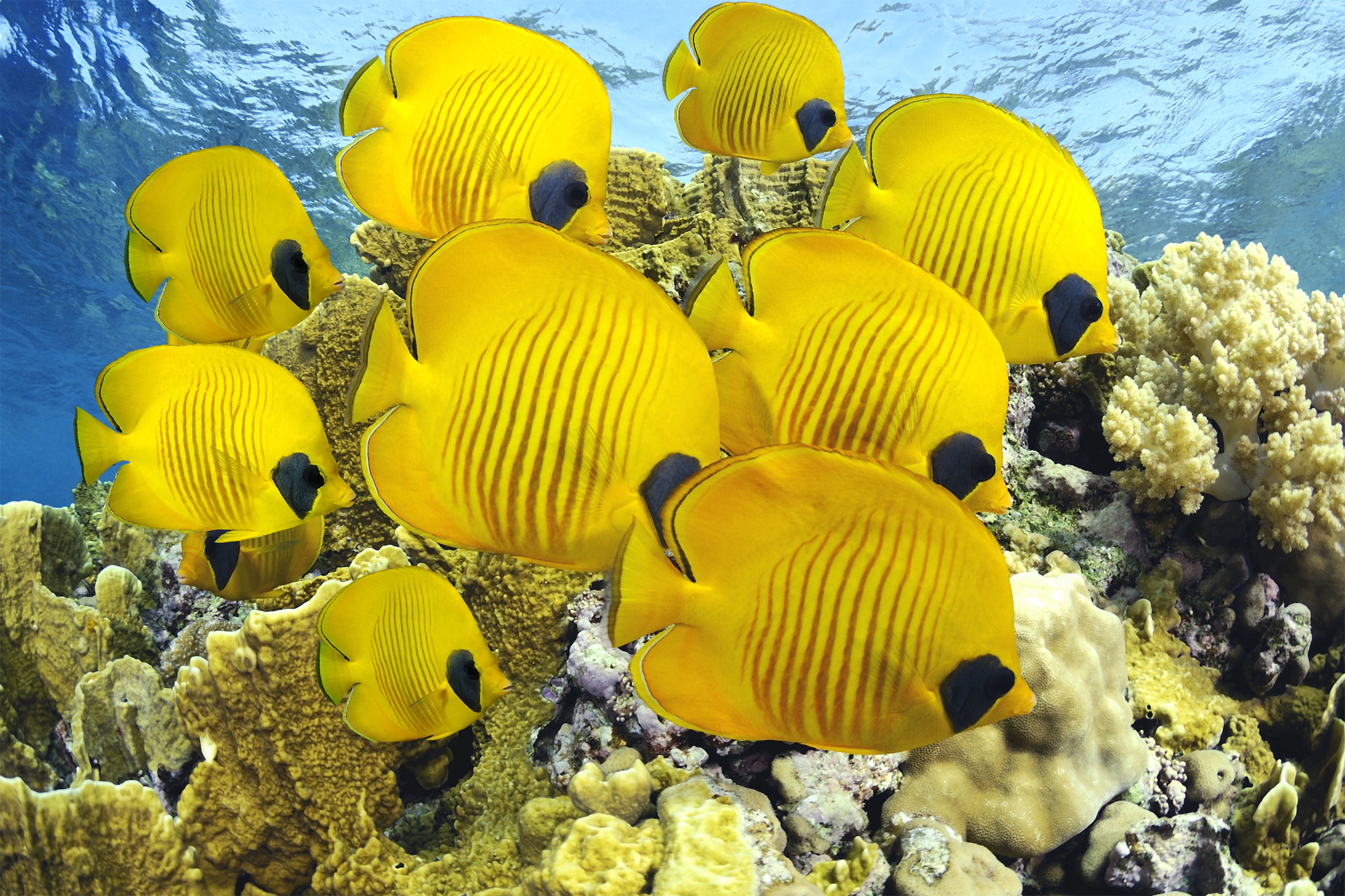 School of yellow butterflyfish swimming near coral reef HD Wallpaper