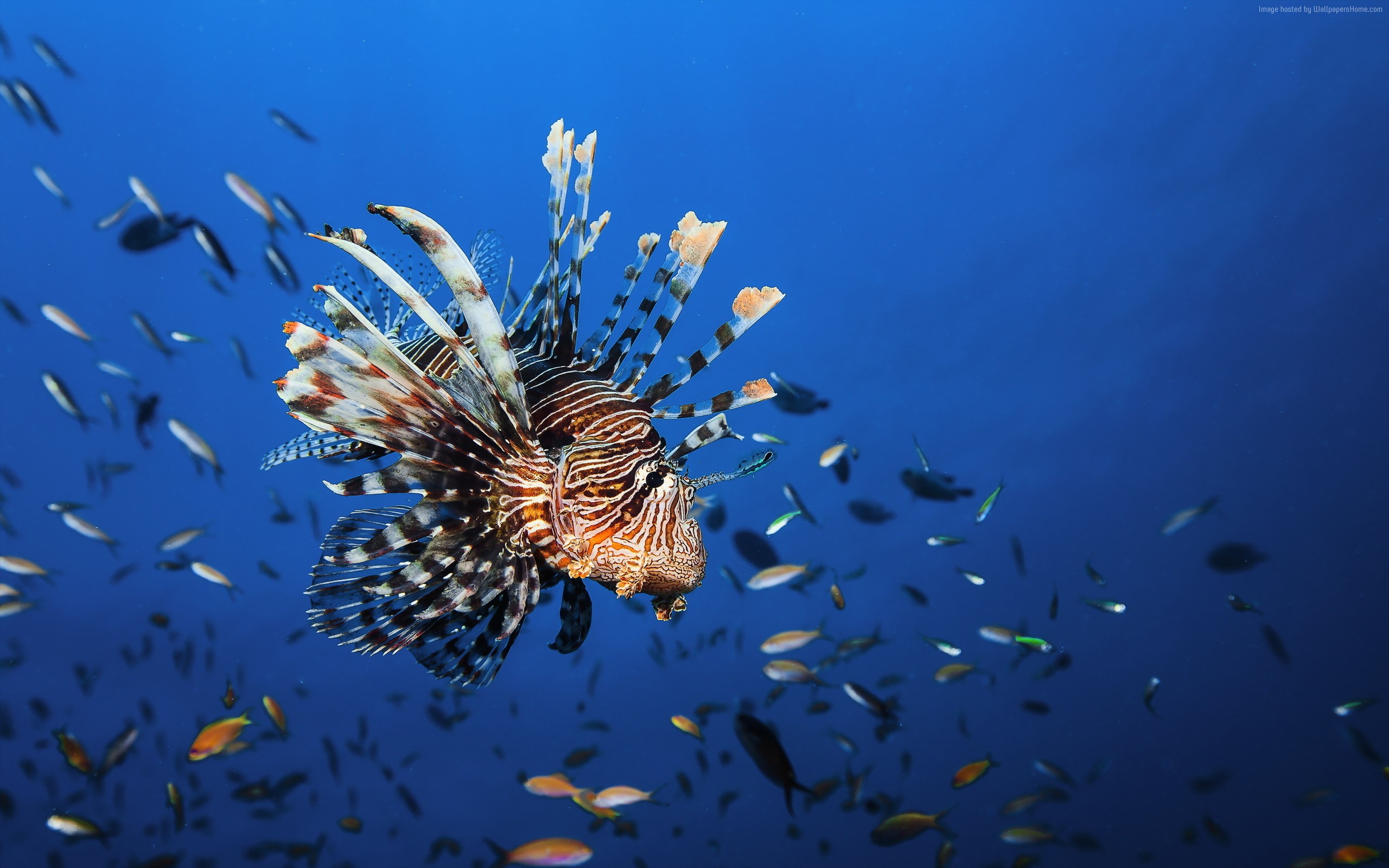Lionfish swimming in blue ocean water with small fish HD Wallpaper
