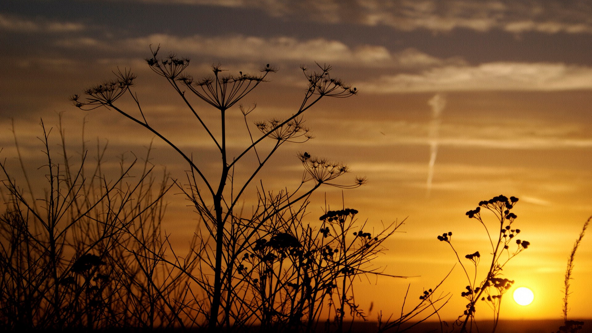 Silhouettes of dry plants against a sunset sky HD Wallpaper