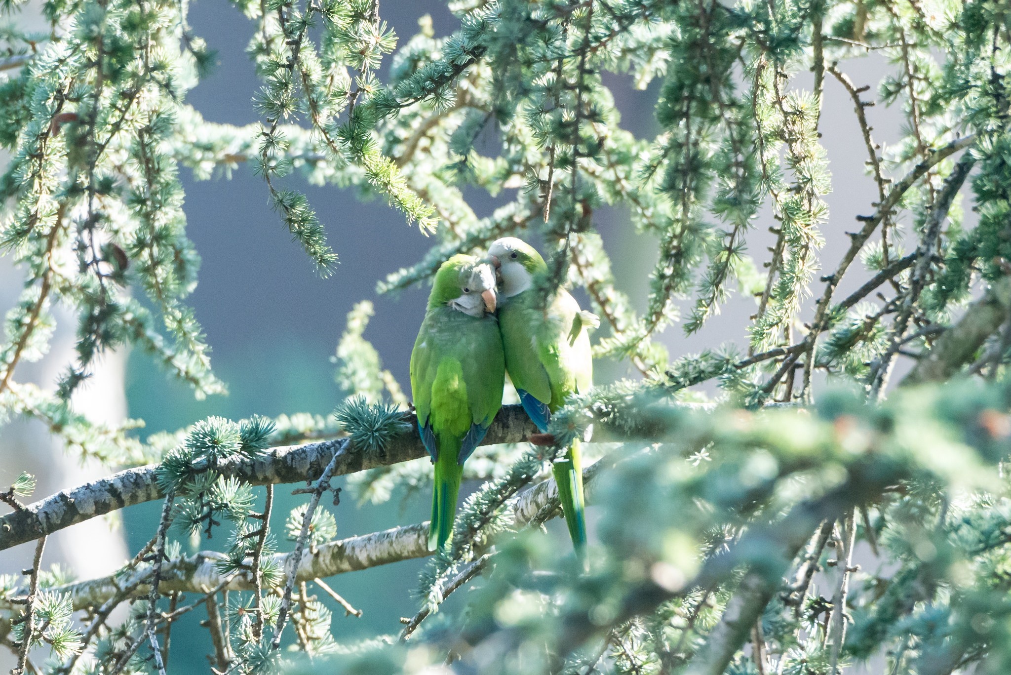 Two green parrots cuddling on a tree branch HD Wallpaper