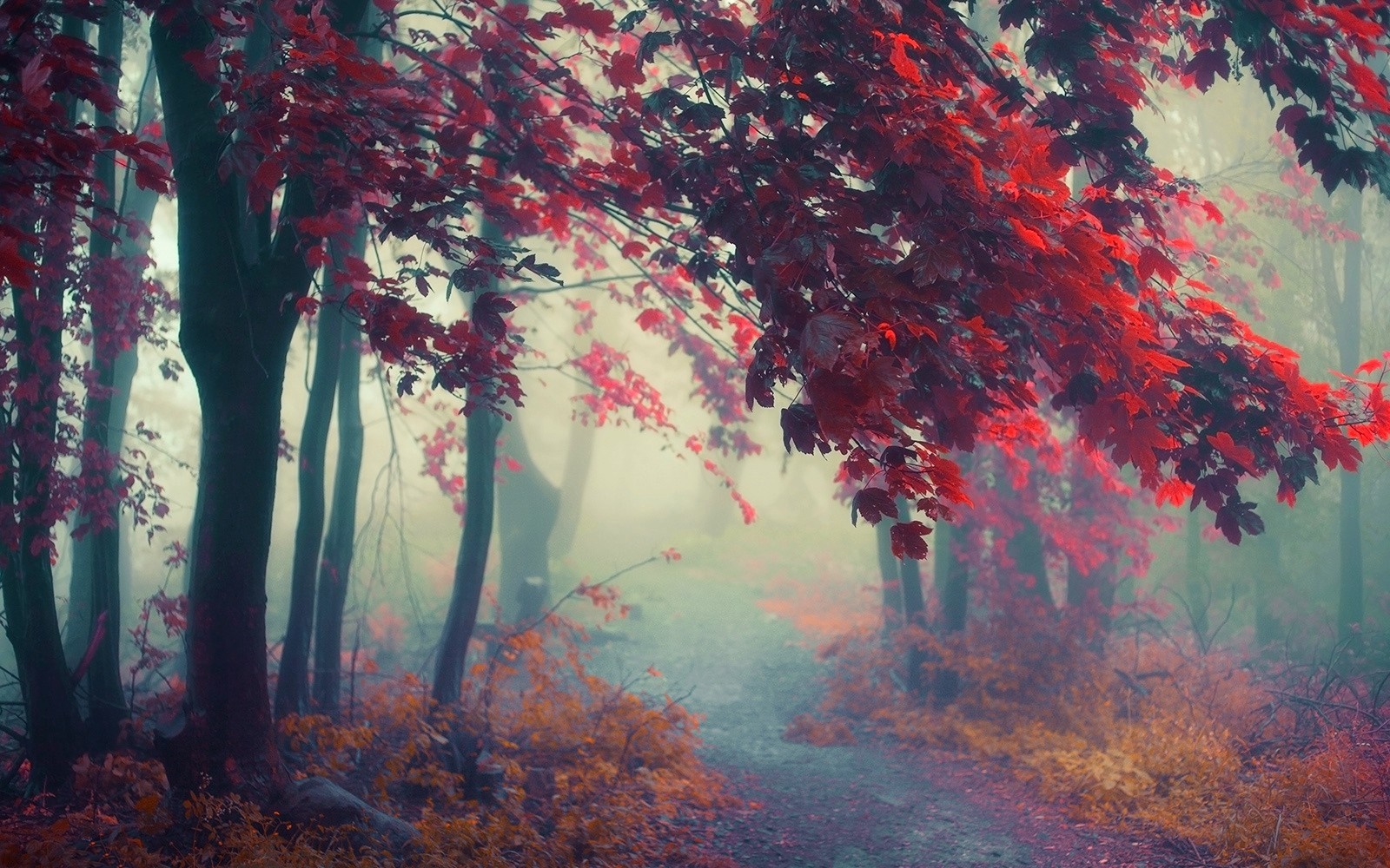 Misty forest path with red autumn leaves HD Wallpaper