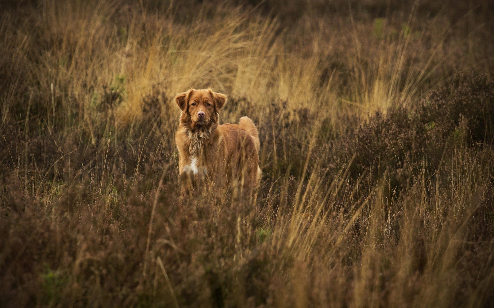 Nova Scotia Duck Tolling Retriever dog in tall grass HD Wallpaper