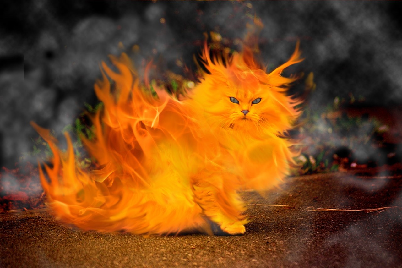 A cat engulfed in flames HD Wallpaper