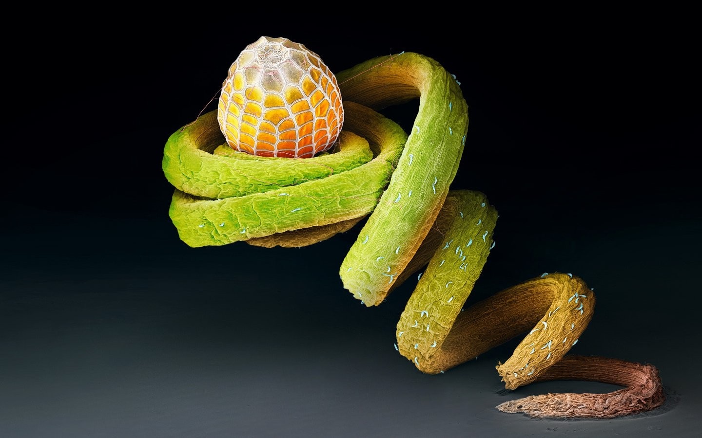 Microscopic view of a plant ovule and tendril HD Wallpaper