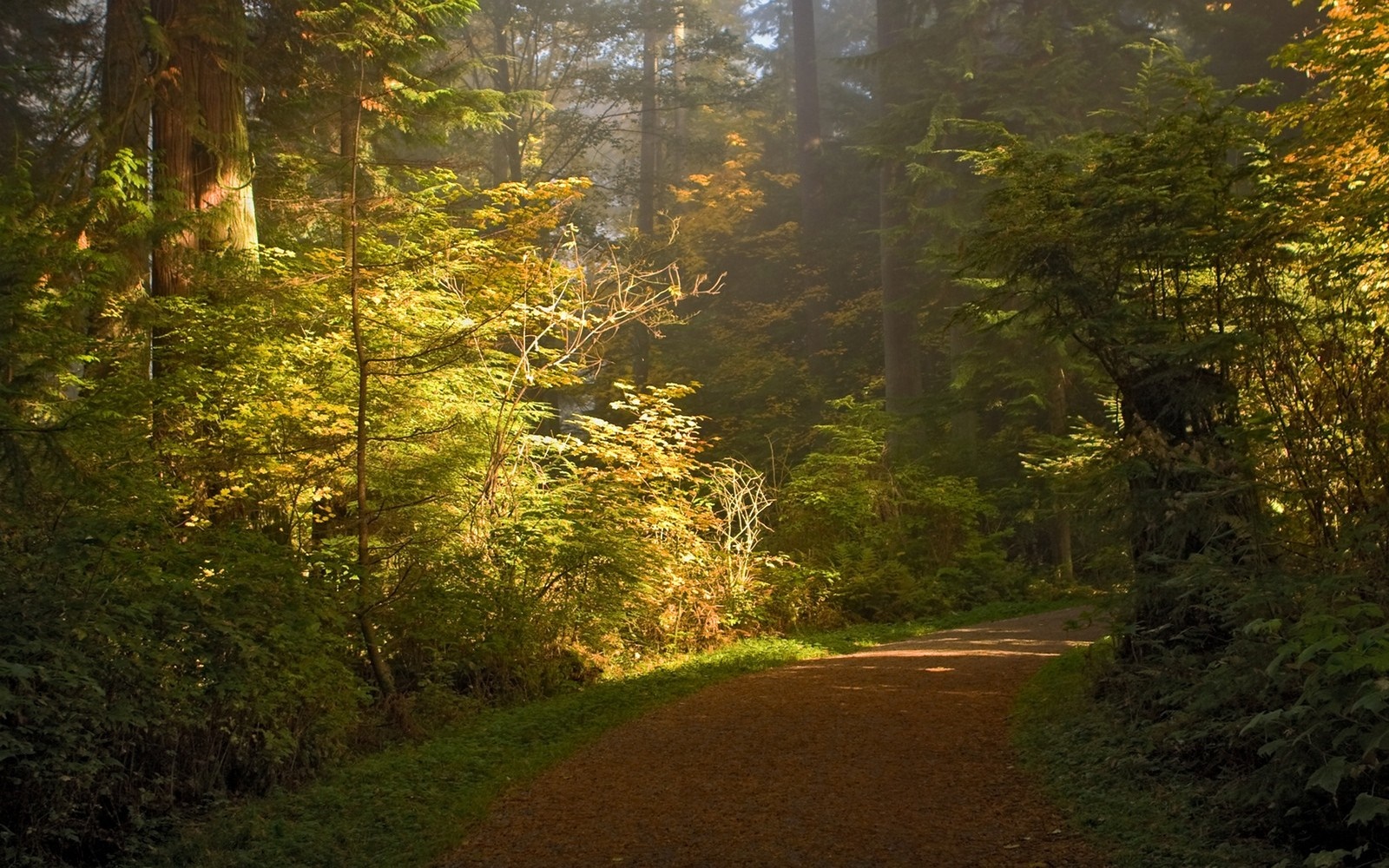 Sunlight filtering through trees onto a forest path HD Wallpaper