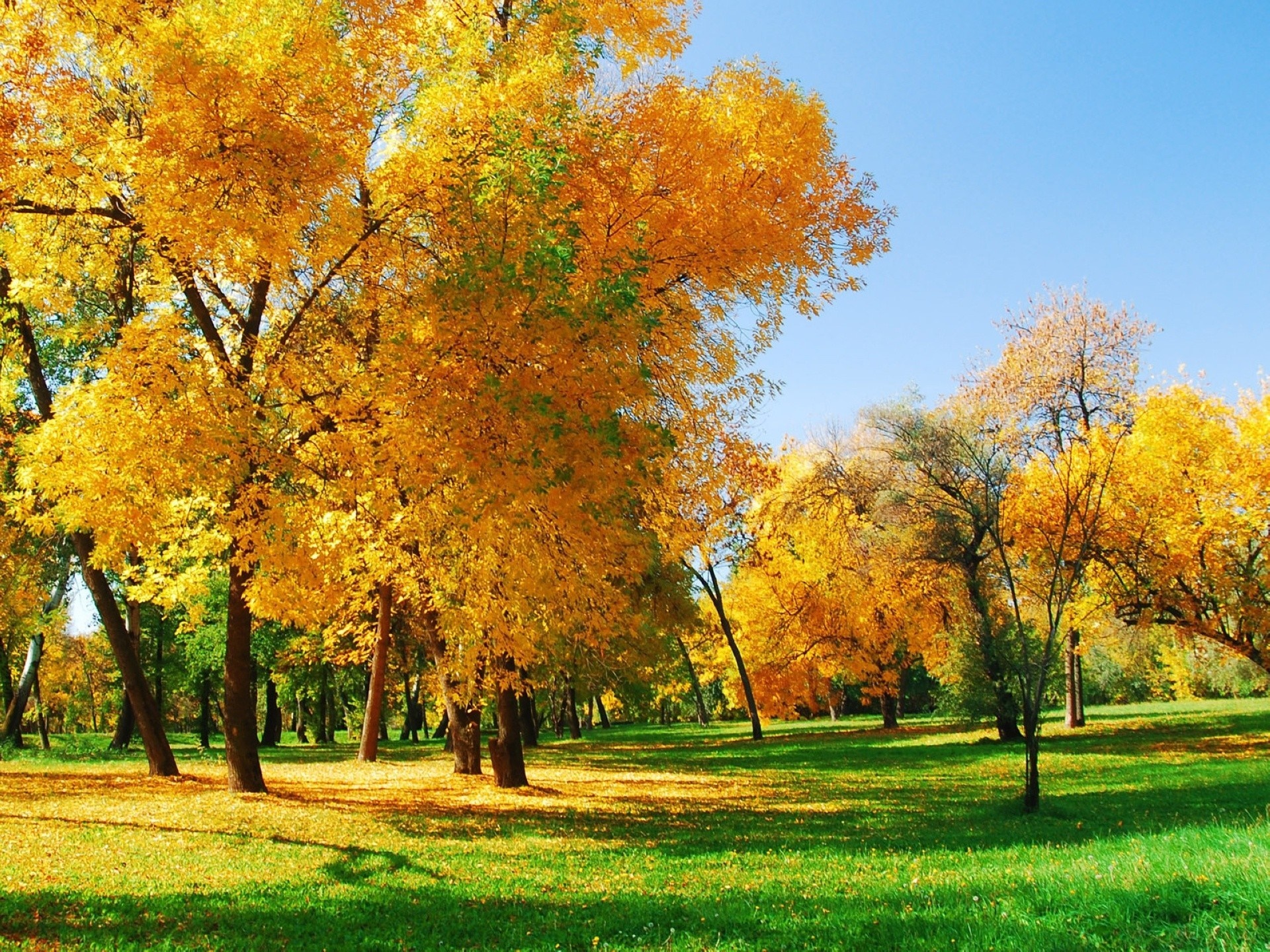 Autumn park with golden trees and green grass HD Wallpaper