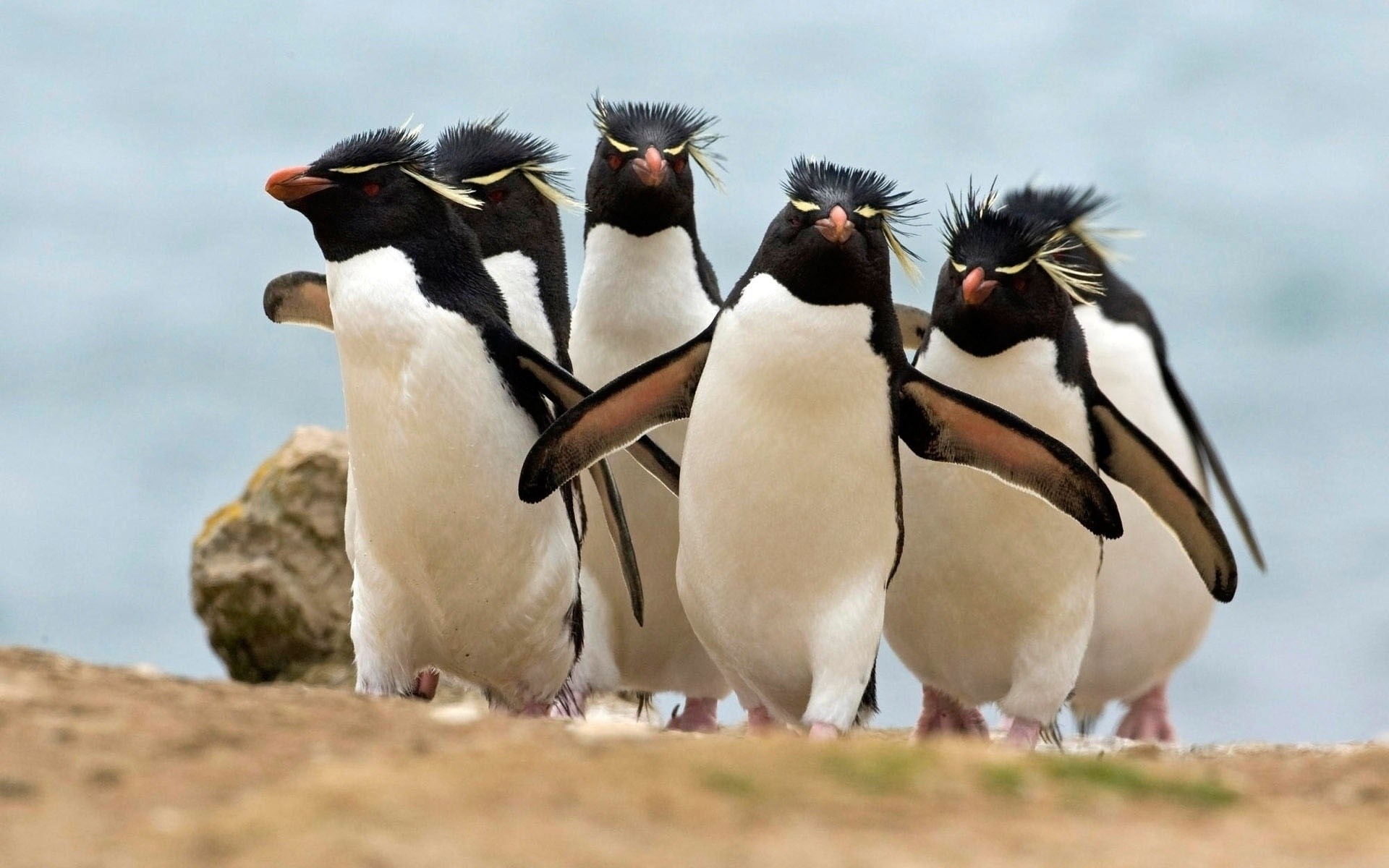 Group of Rockhopper Penguins Walking on Rocky Ground HD Wallpaper